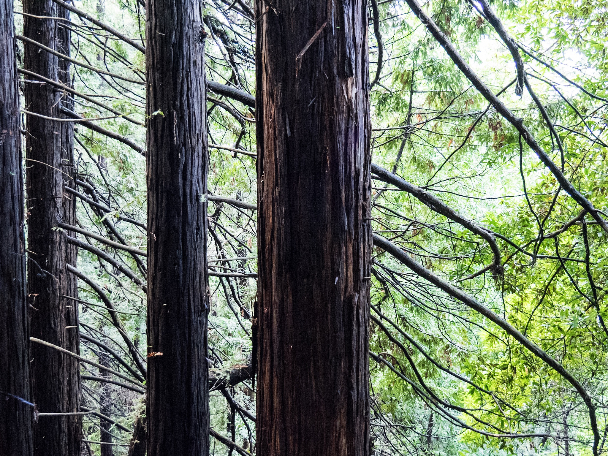 OLYMPUS M.14-150mm F4.0-5.6 II sample photo. Redwoods photography