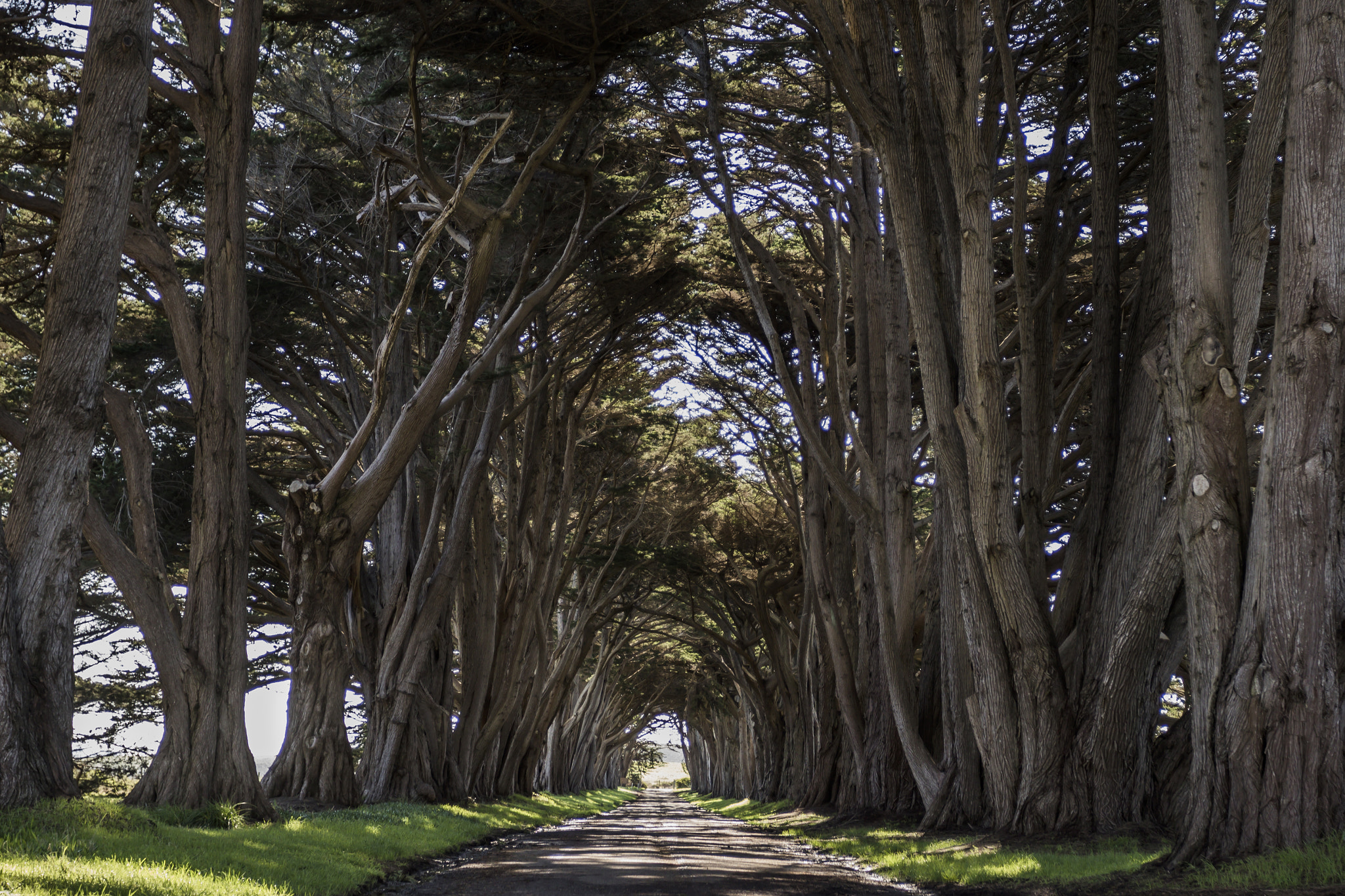 Canon EF 17-40mm F4L USM sample photo. Point reyes tree tunnel photography