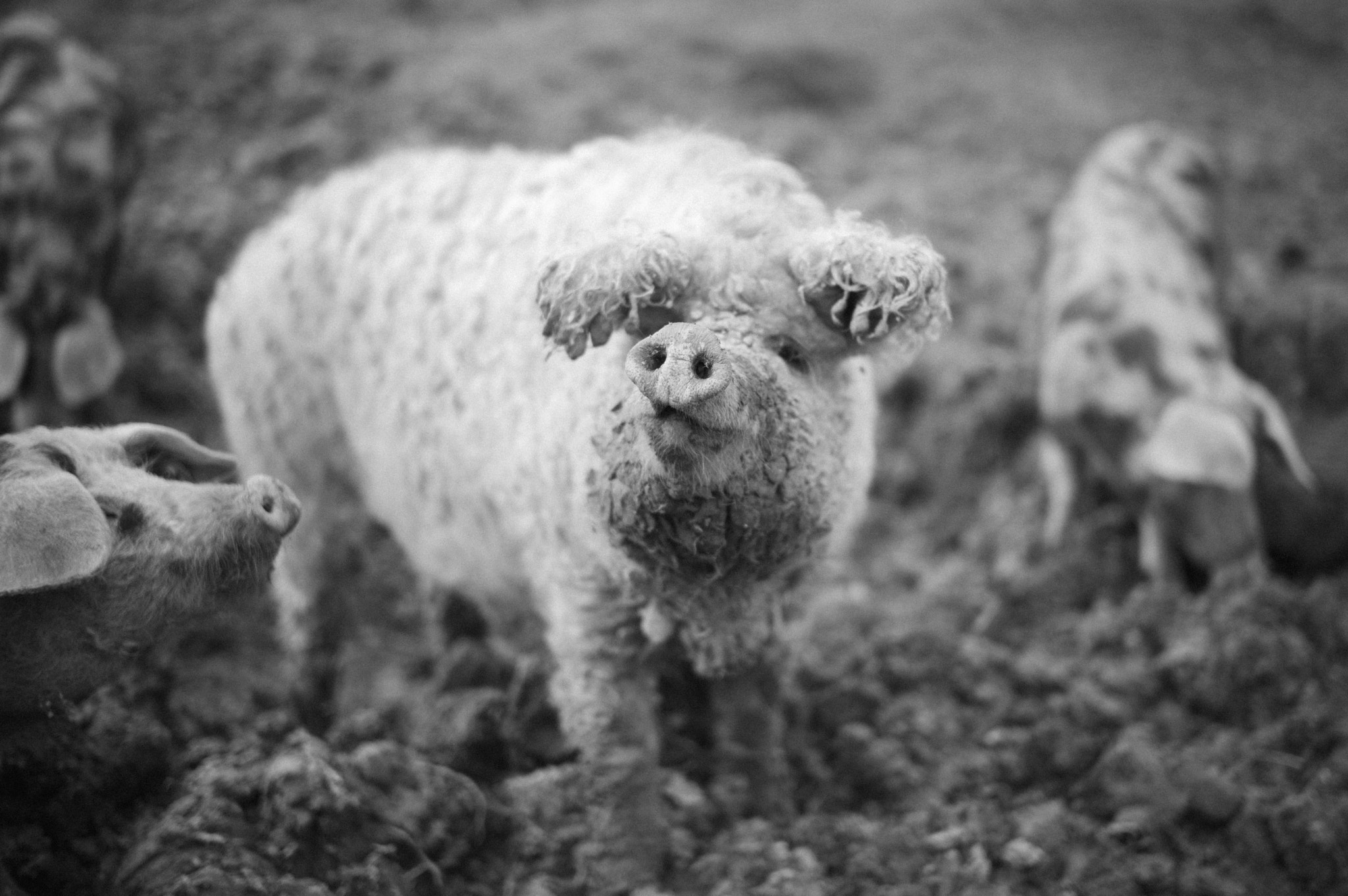 Leica Summilux-M 50mm F1.4 ASPH sample photo. Oink. photography
