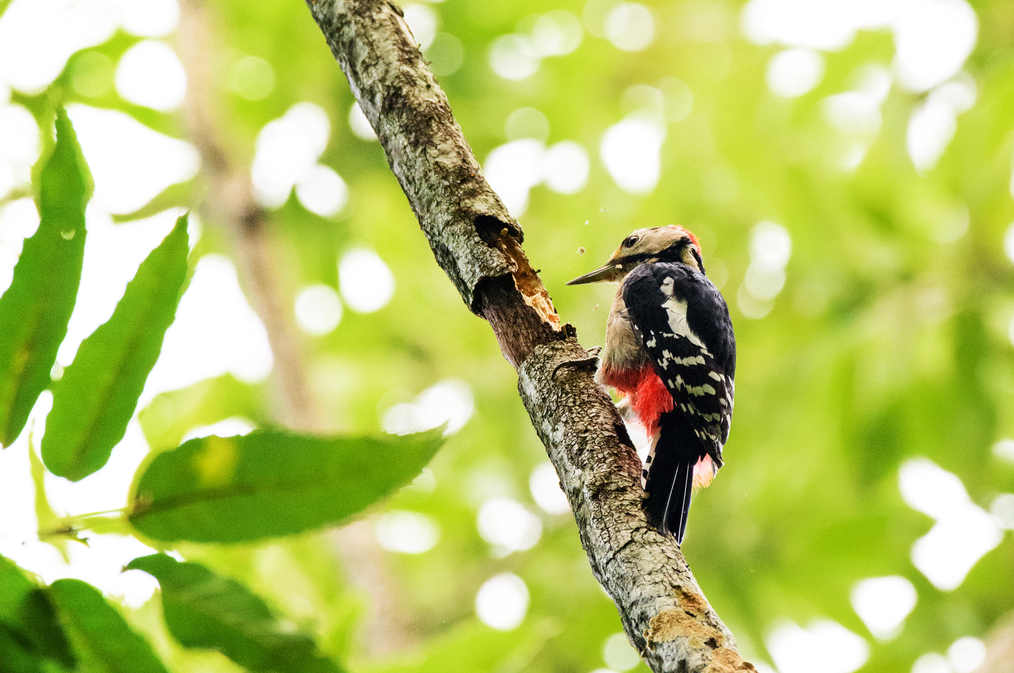 Nikon D810 sample photo. Great spotted woodpecker photography