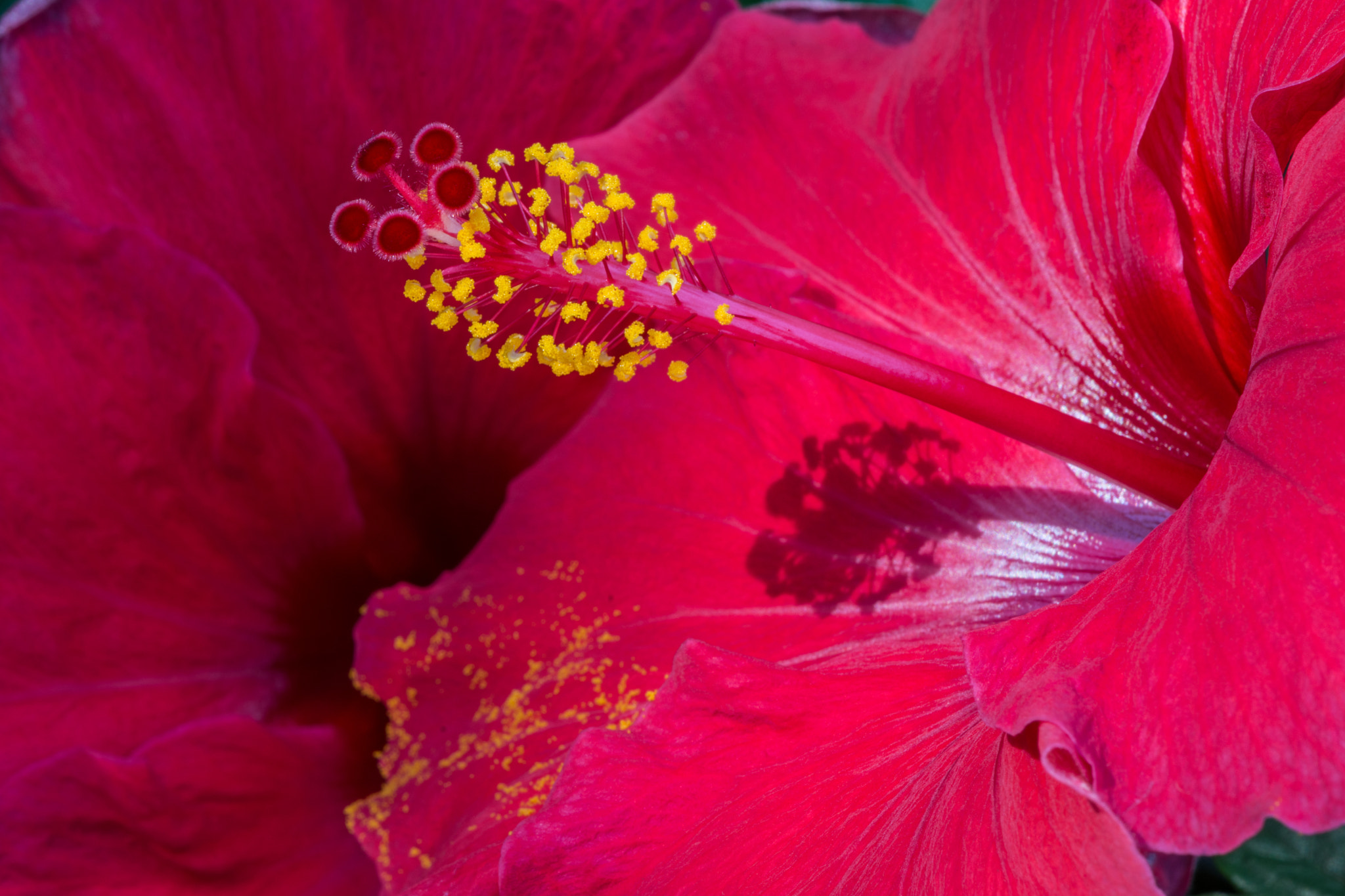 Nikon AF-S DX Micro-Nikkor 85mm F3.5G ED VR sample photo. Red flower photography