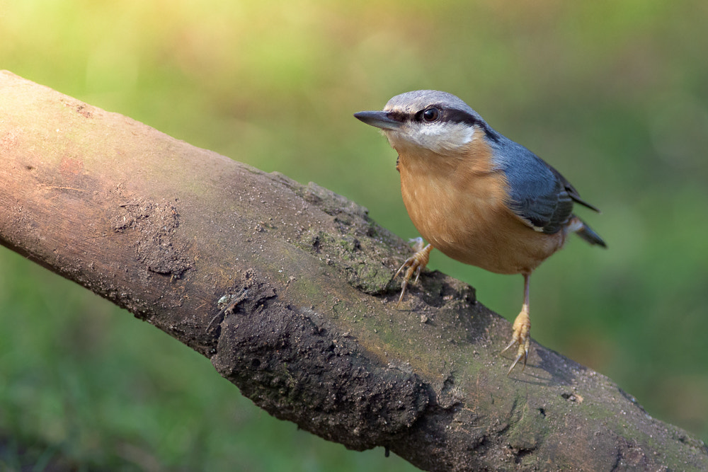 Nikon AF-S Nikkor 300mm F2.8G ED-IF VR sample photo. Nuthatch photography