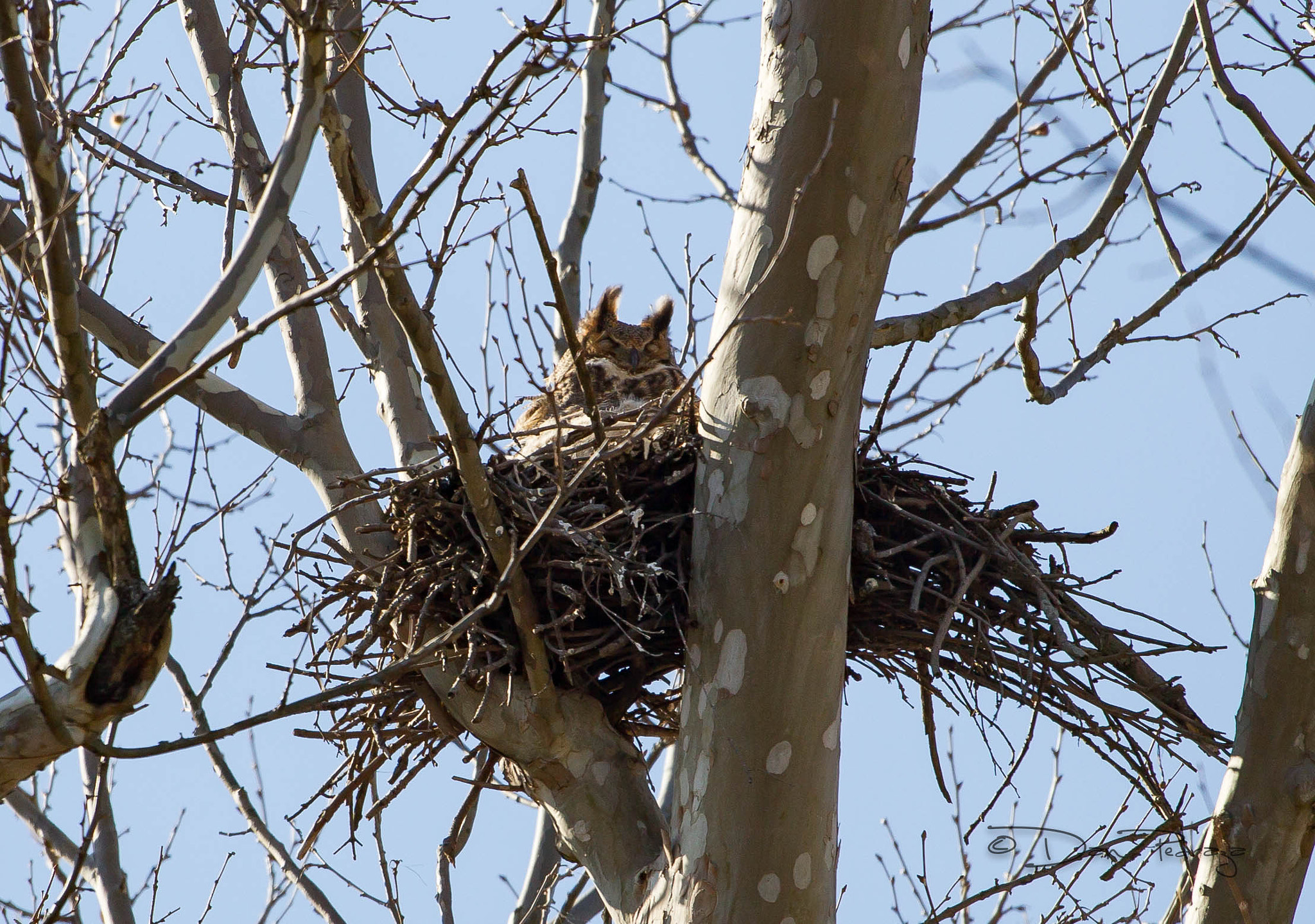 Canon EOS-1D Mark IV sample photo. Great horned owl photography