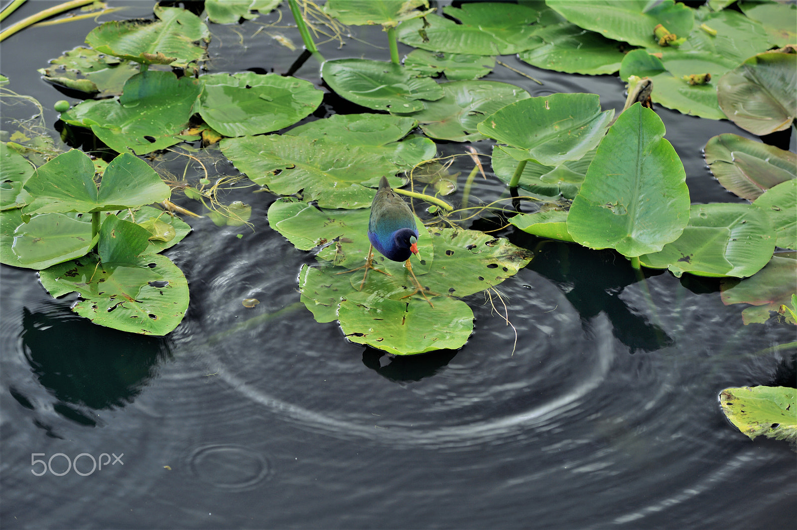 Nikon Df sample photo. Gallinules 2 photography