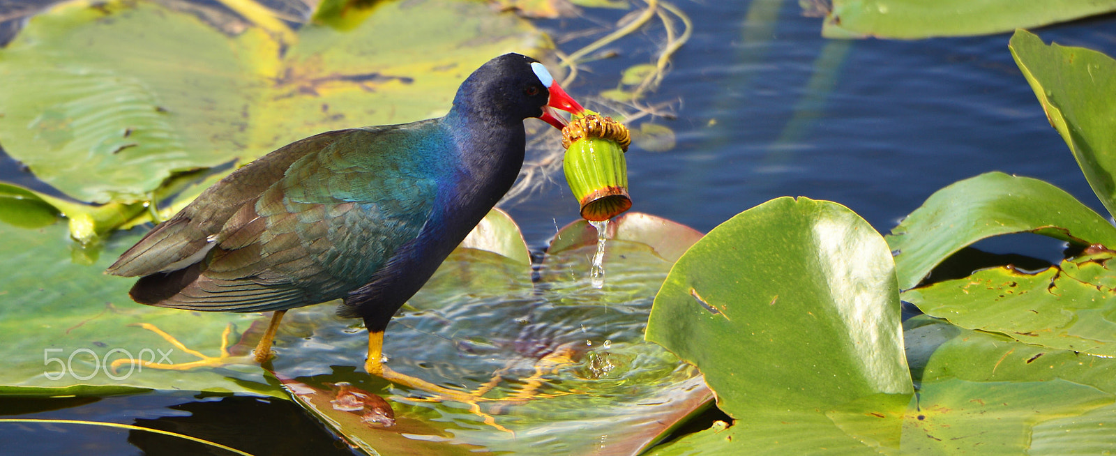 Nikon Df sample photo. Gallinules photography