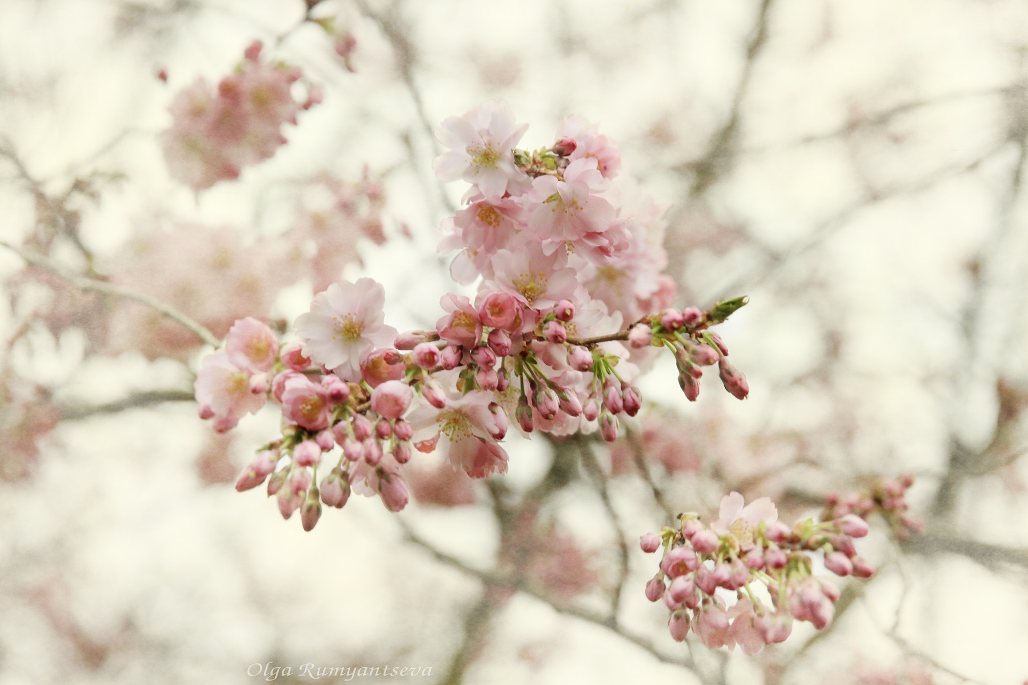 Canon EF 24-70mm F2.8L II USM sample photo. Spring. photography