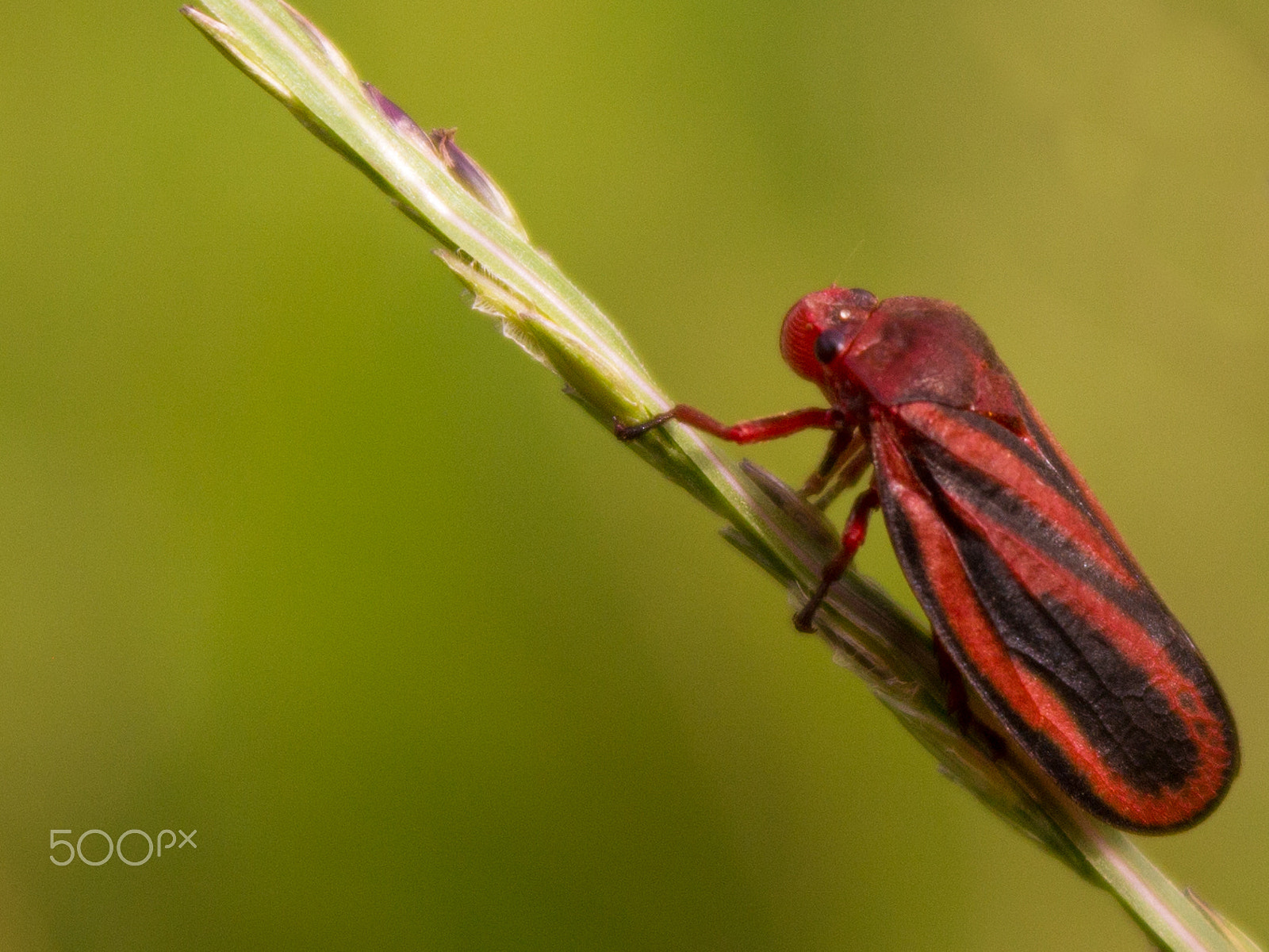 Canon EOS 100D (EOS Rebel SL1 / EOS Kiss X7) sample photo. Besouro - red beetle photography
