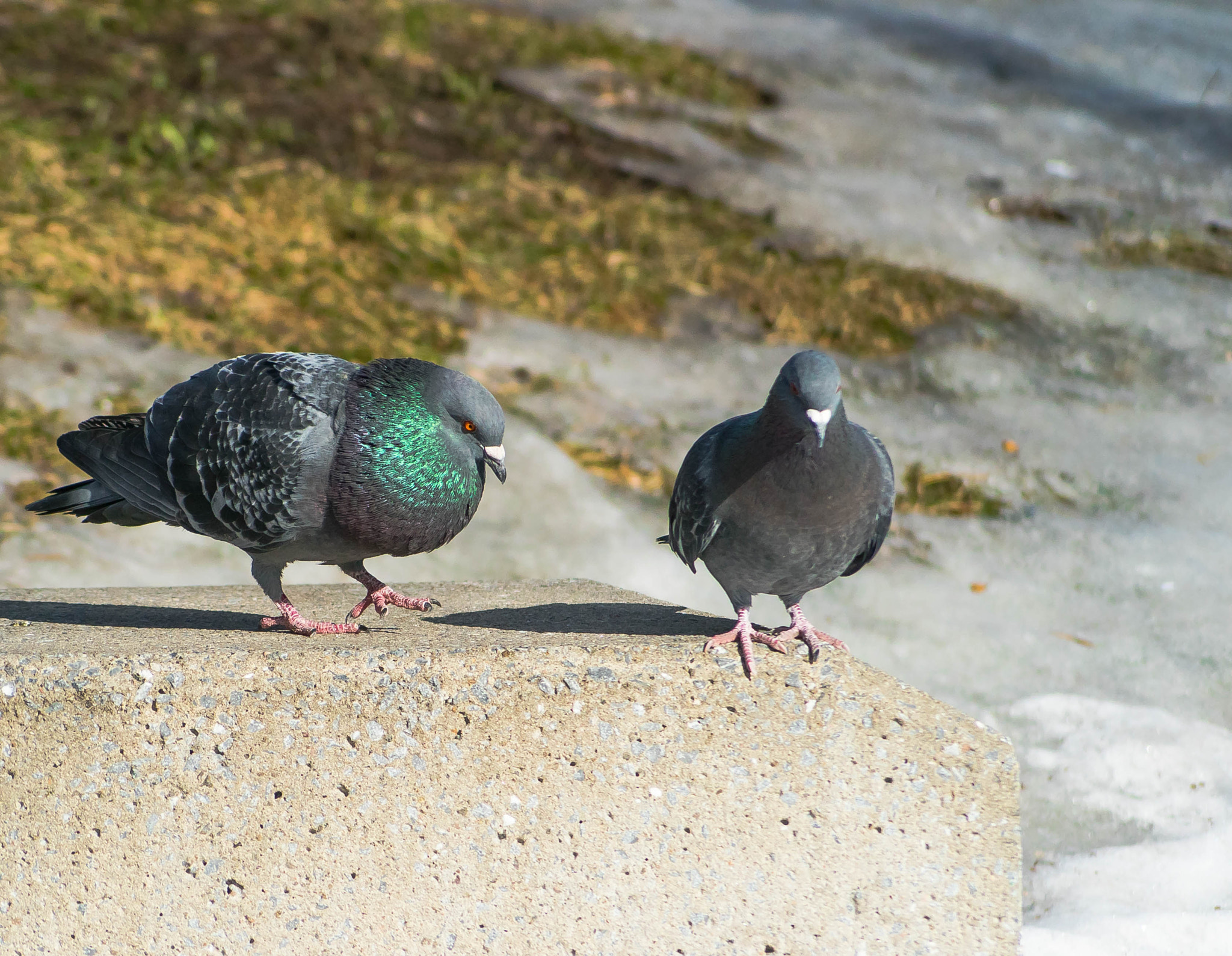 Sony a7S II + Sony DT 55-200mm F4-5.6 SAM sample photo. Pigeons amour photography