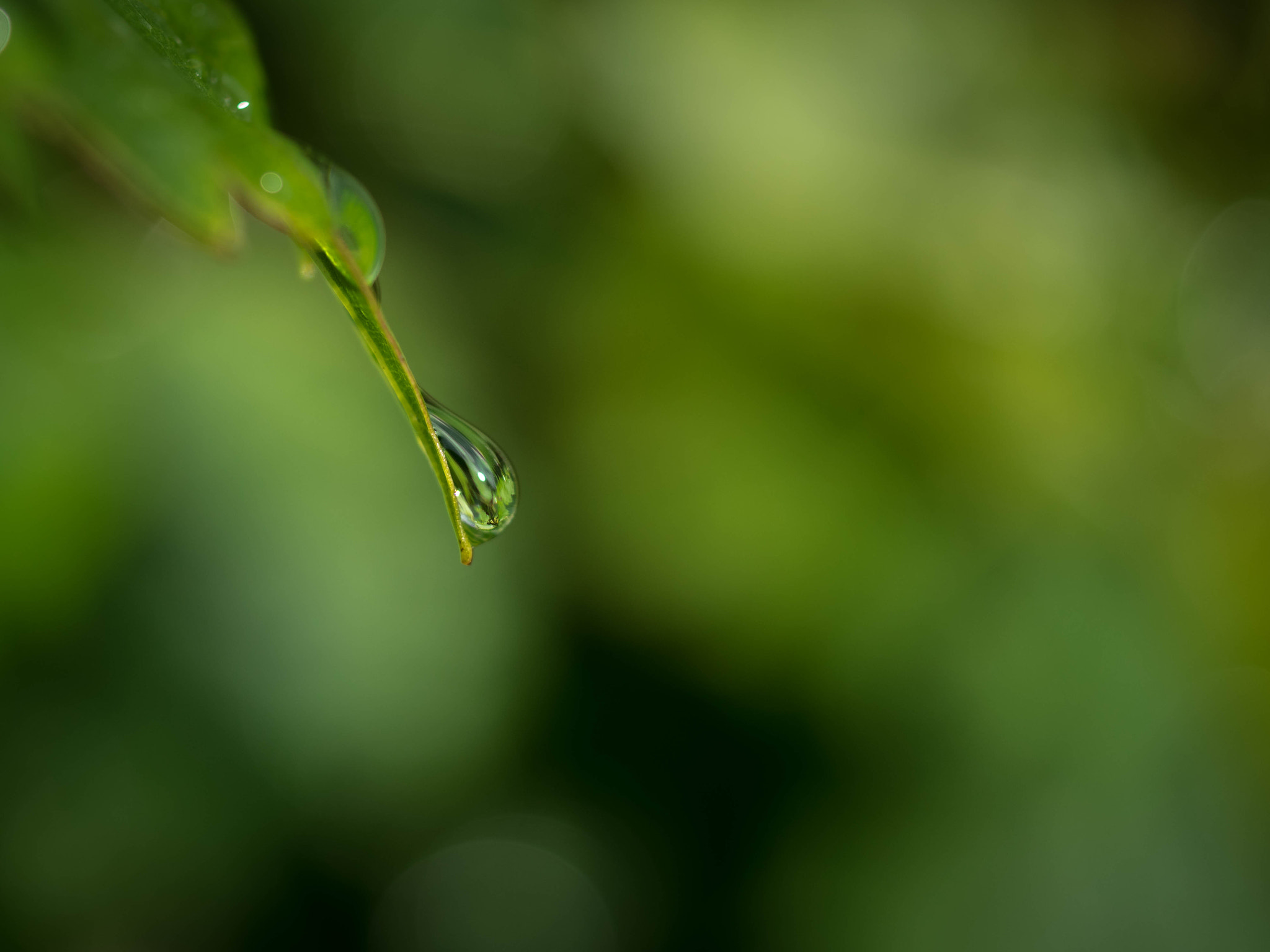 Pentax smc DA 35mm F2.8 Macro Limited sample photo. Droplet photography