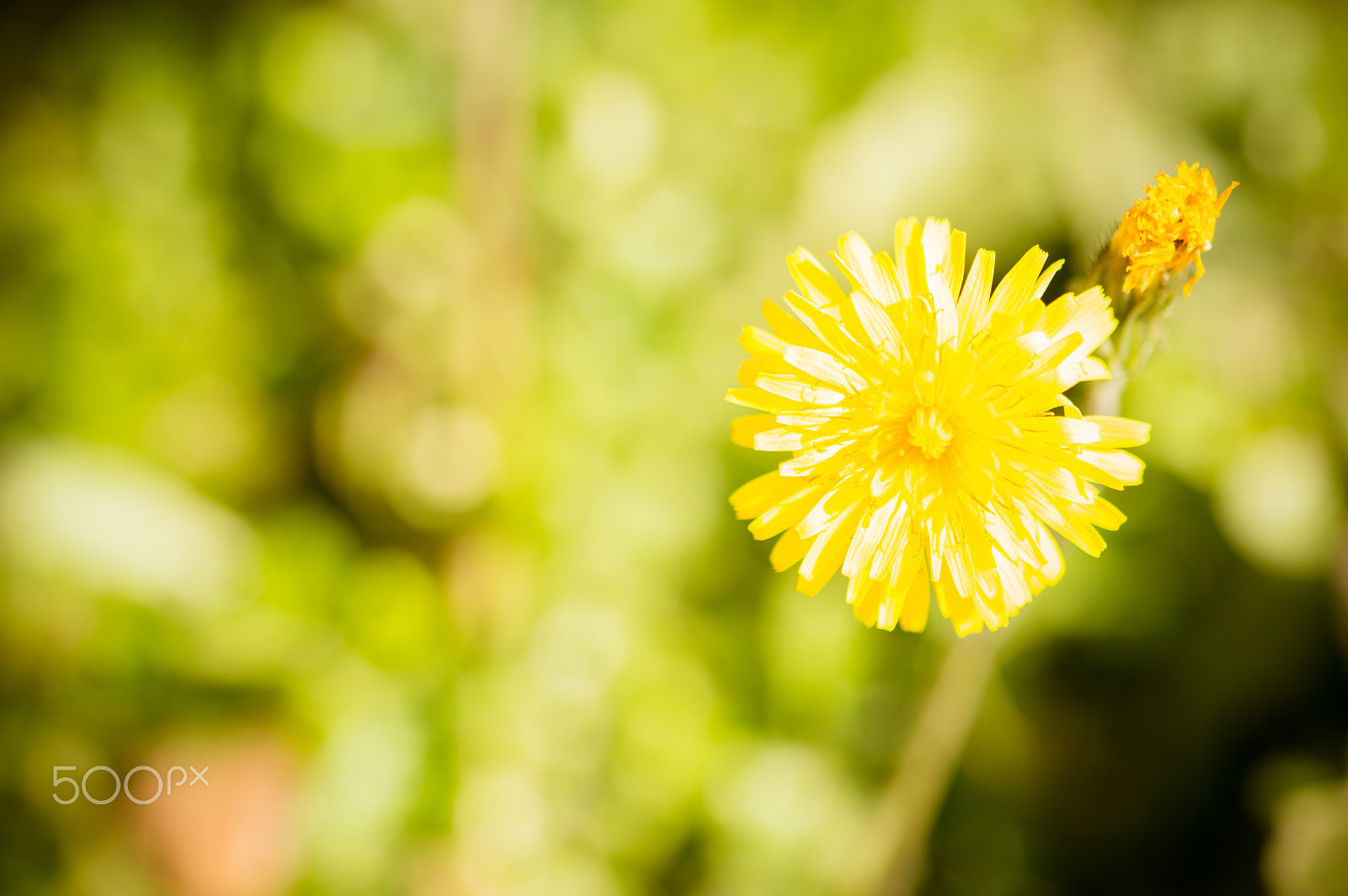 Sigma 105mm F2.8 EX DG OS HSM sample photo. Leone photography