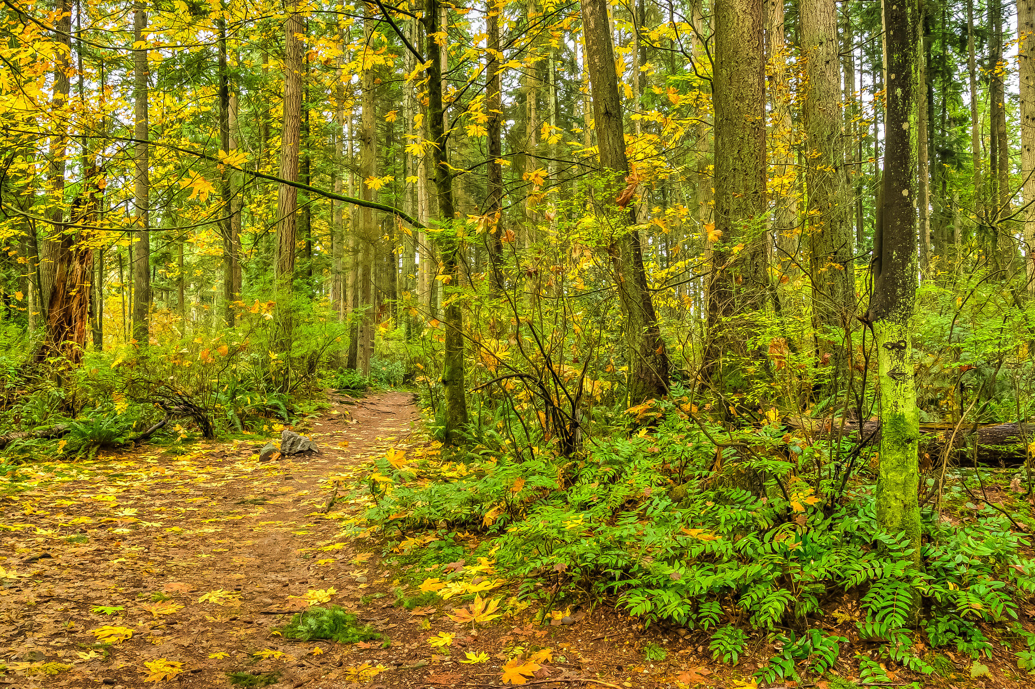 Nikon D810 + Sigma 17-70mm F2.8-4 DC Macro OS HSM sample photo. October forest trail photography