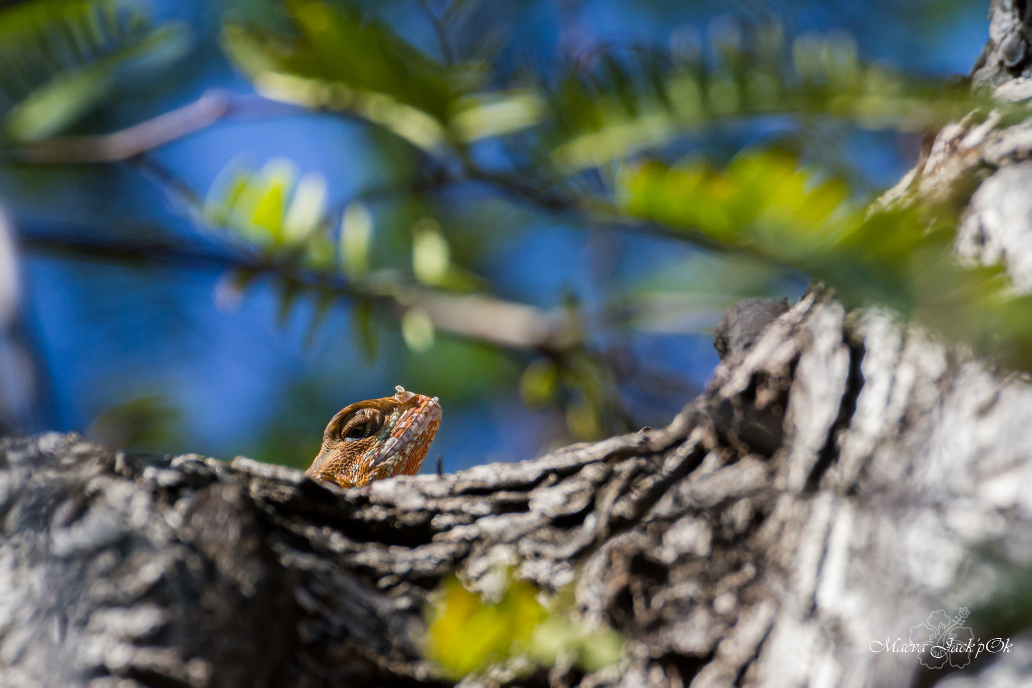Tamron SP 35mm F1.8 Di VC USD sample photo. Hey ! what are you looking at? photography
