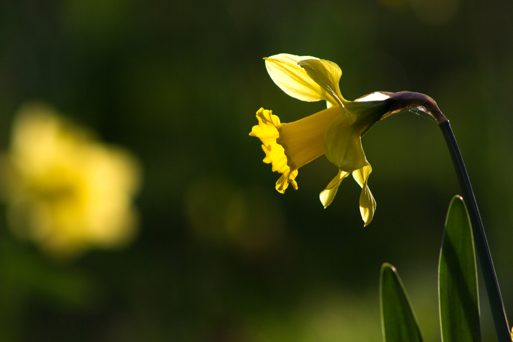 Canon EOS 550D (EOS Rebel T2i / EOS Kiss X4) + EF75-300mm f/4-5.6 sample photo. Ode au romantisme <3 photography