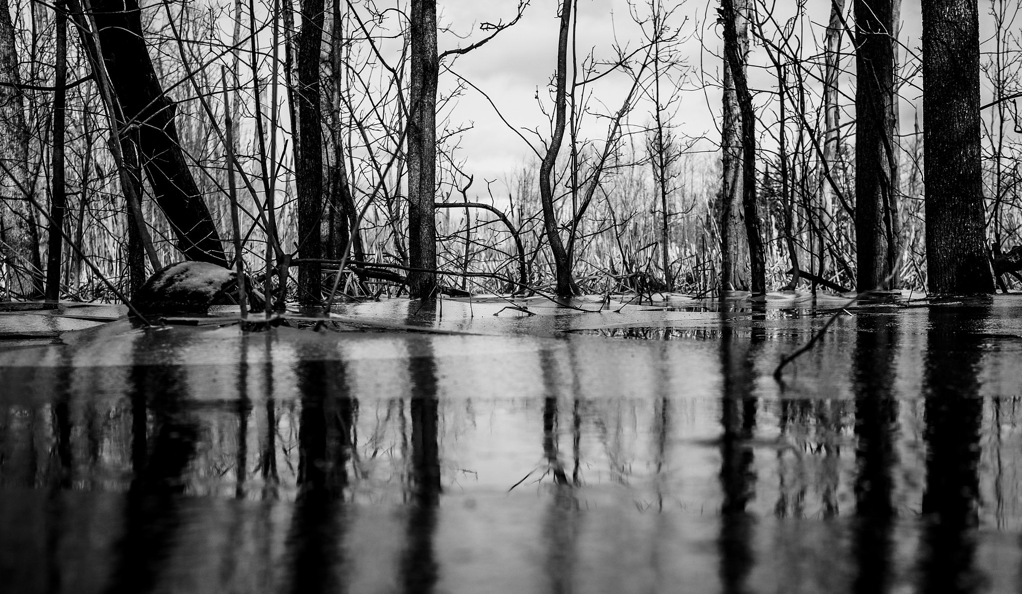 Fujifilm X-M1 + Fujifilm XF 27mm F2.8 sample photo. Frozen marsh photography