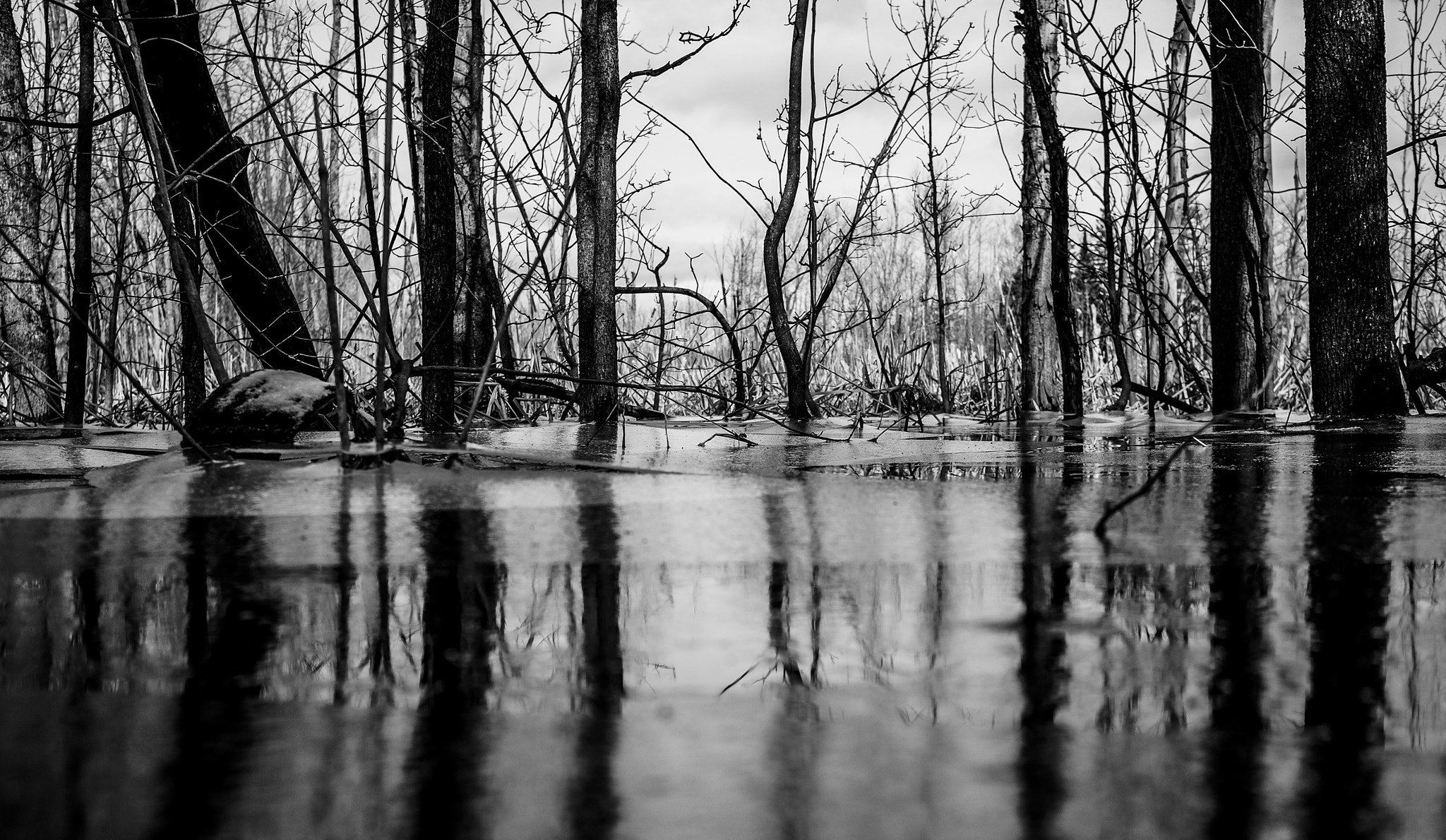 Fujifilm X-M1 + Fujifilm XF 27mm F2.8 sample photo. Frozen marsh photography