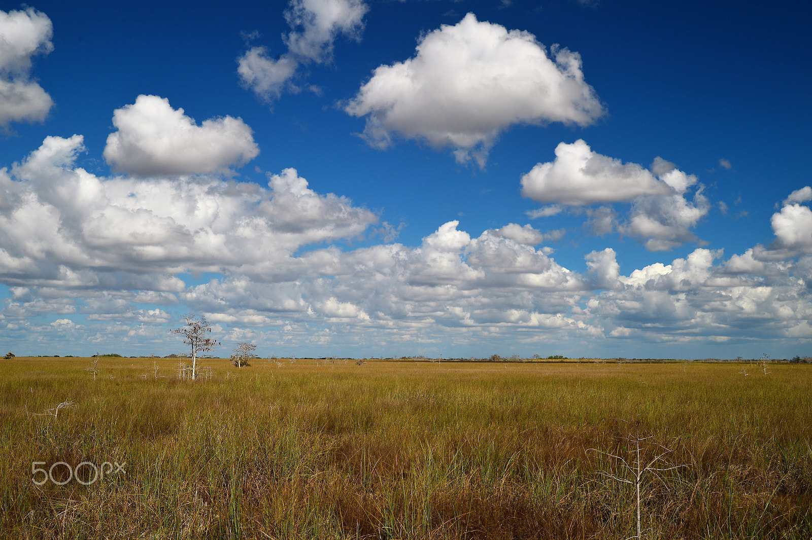 Nikon Df sample photo. Everglade national park 4 photography