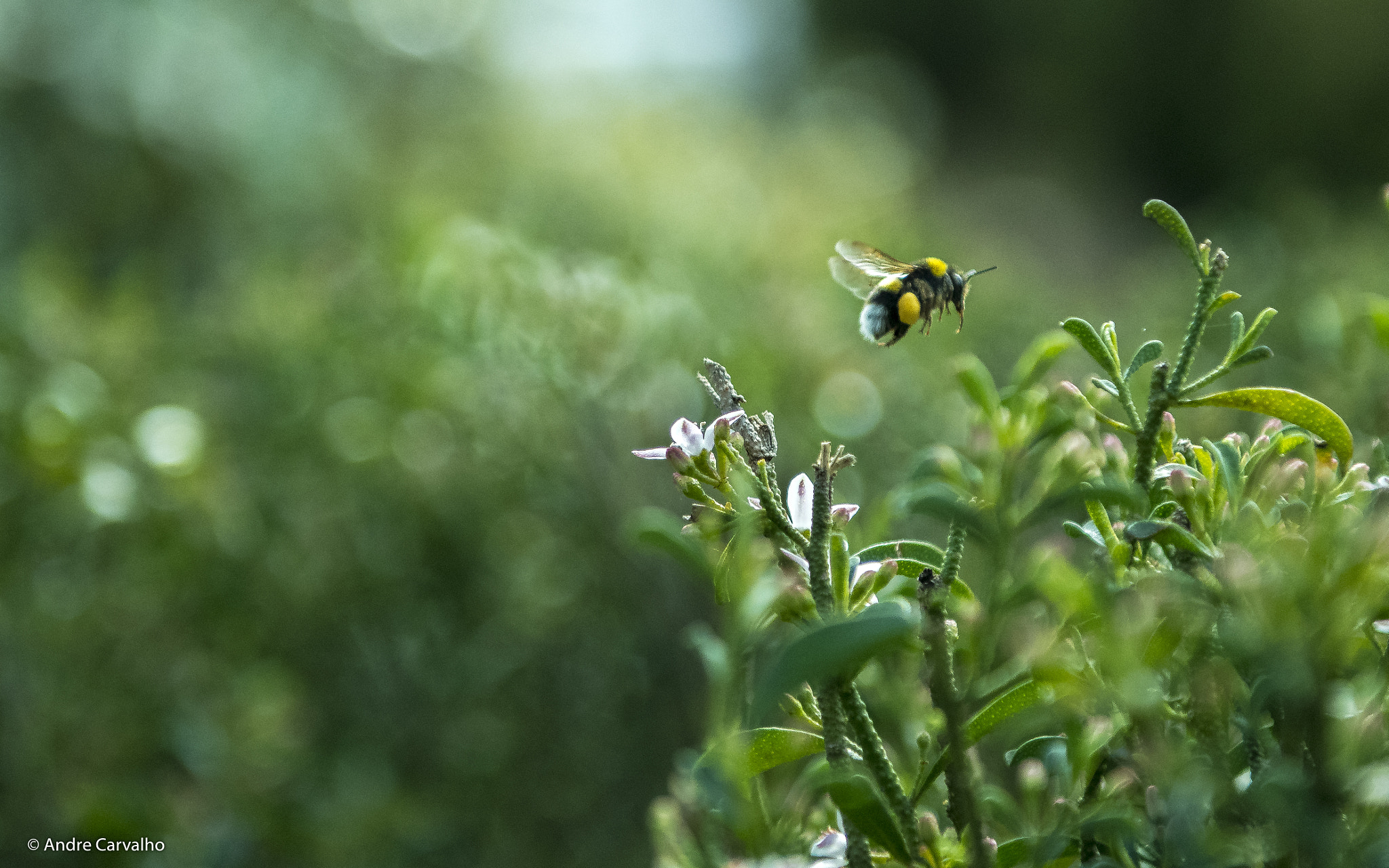 Nikon AF-S Nikkor 24-70mm F2.8G ED sample photo. Bombus terrestris photography