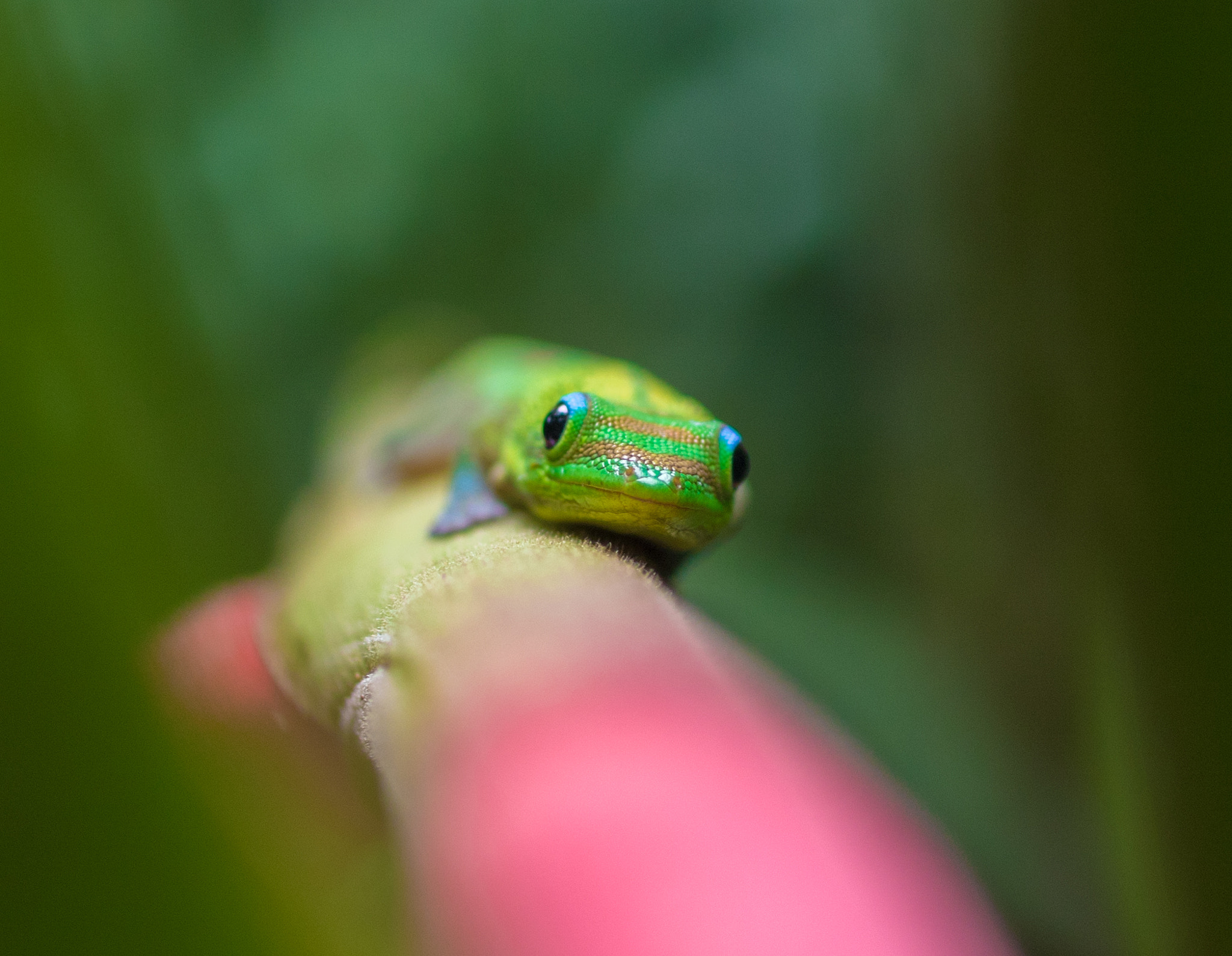 Canon EF 35mm F1.4L USM sample photo. Lizard photography