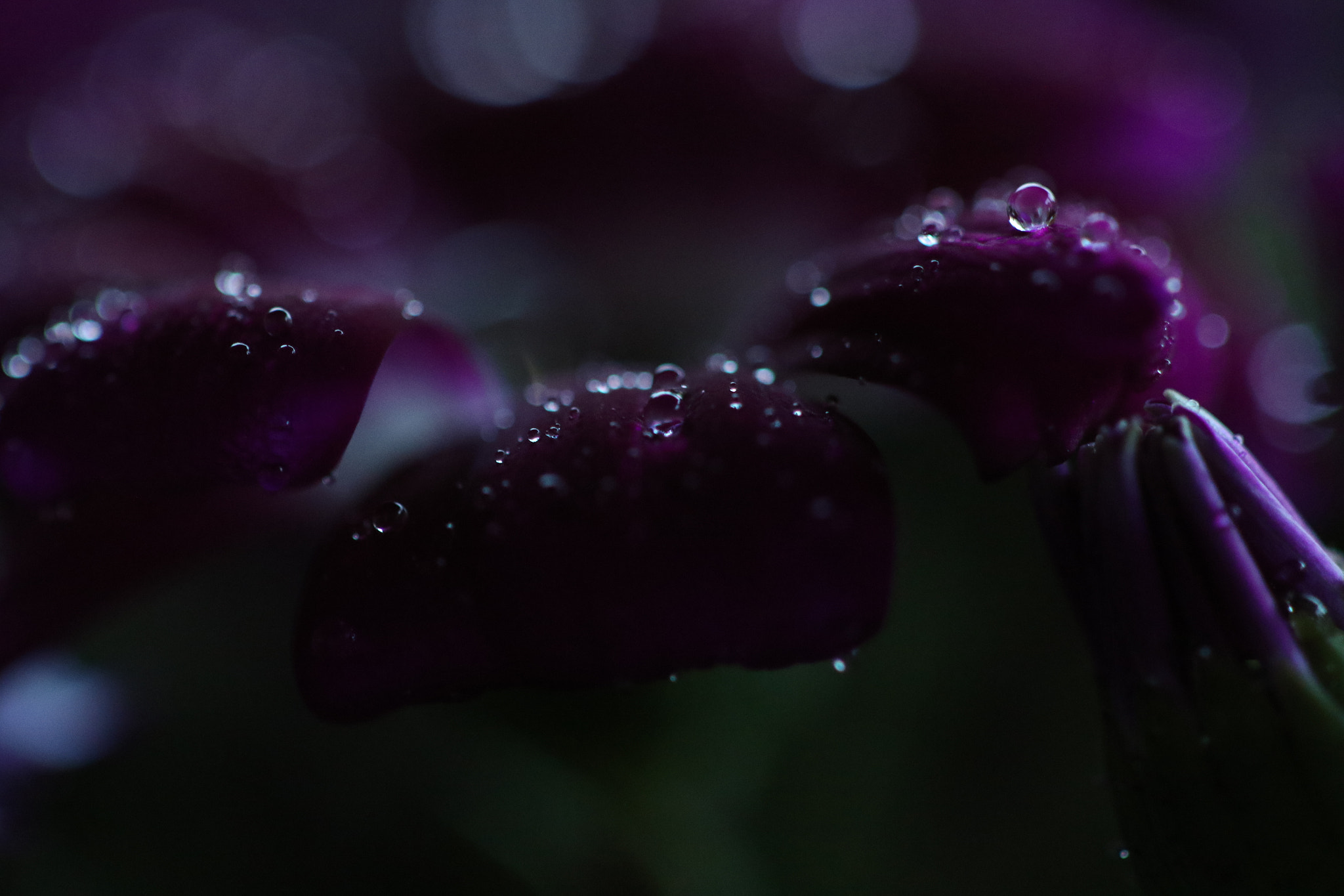 Canon EF 100mm F2.8 Macro USM sample photo. Tou photography