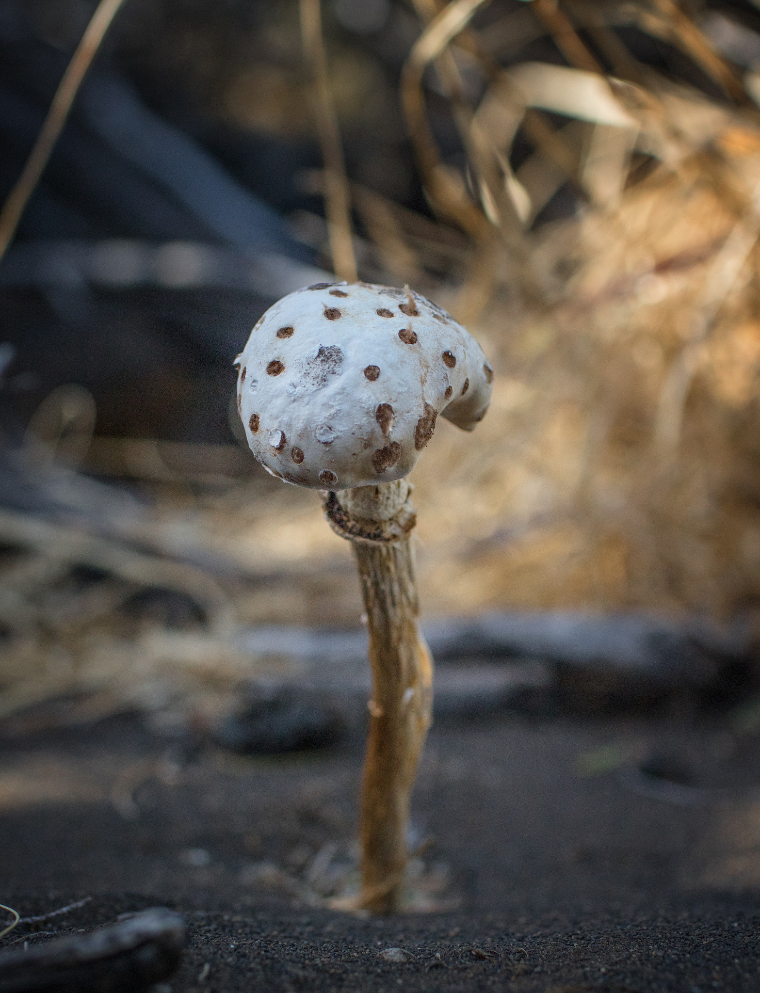 Canon EOS 760D (EOS Rebel T6s / EOS 8000D) + Canon EF 35mm F1.4L USM sample photo. Shroom photography