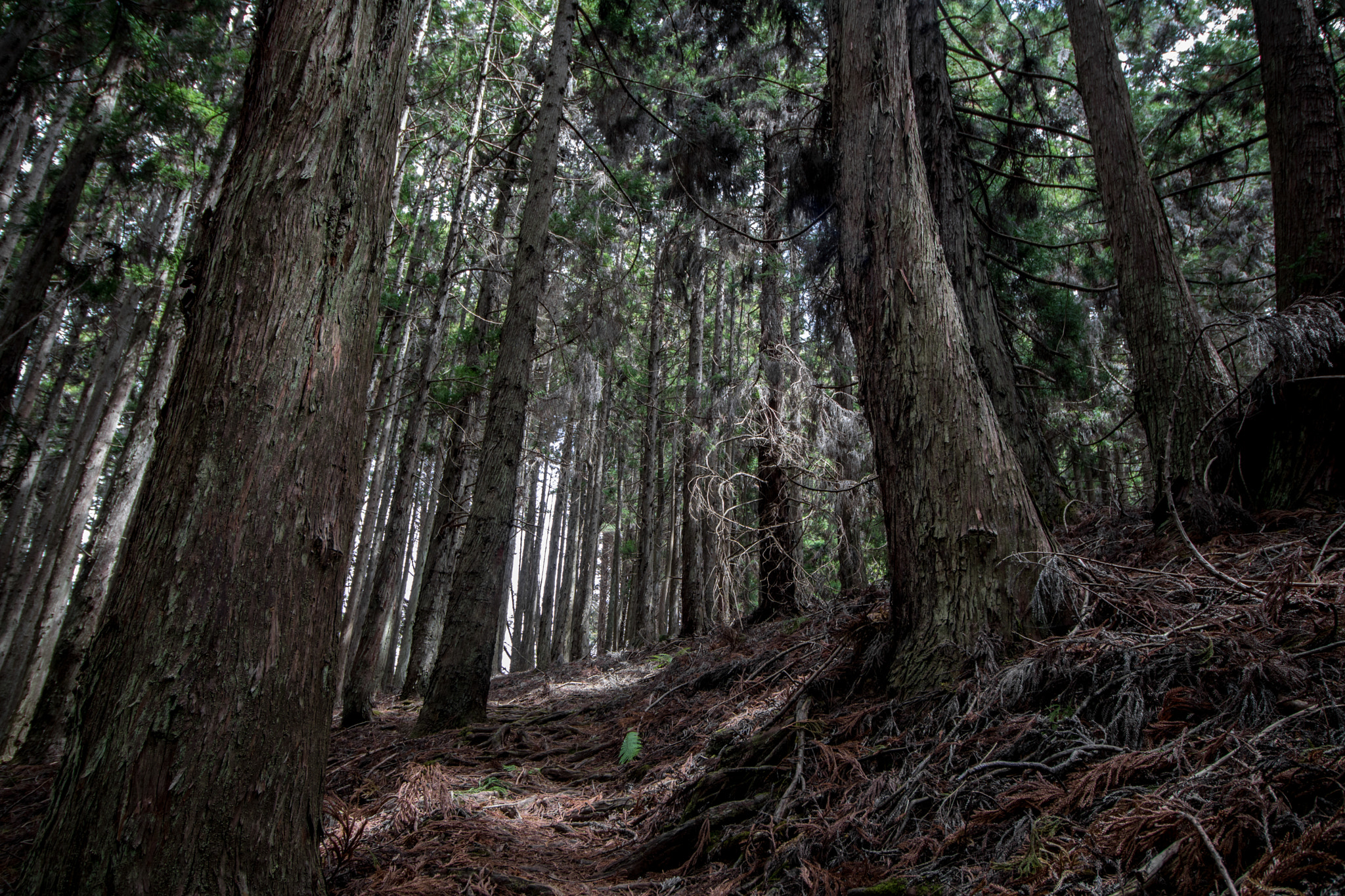 Canon EOS 760D (EOS Rebel T6s / EOS 8000D) sample photo. Uplandtrees photography
