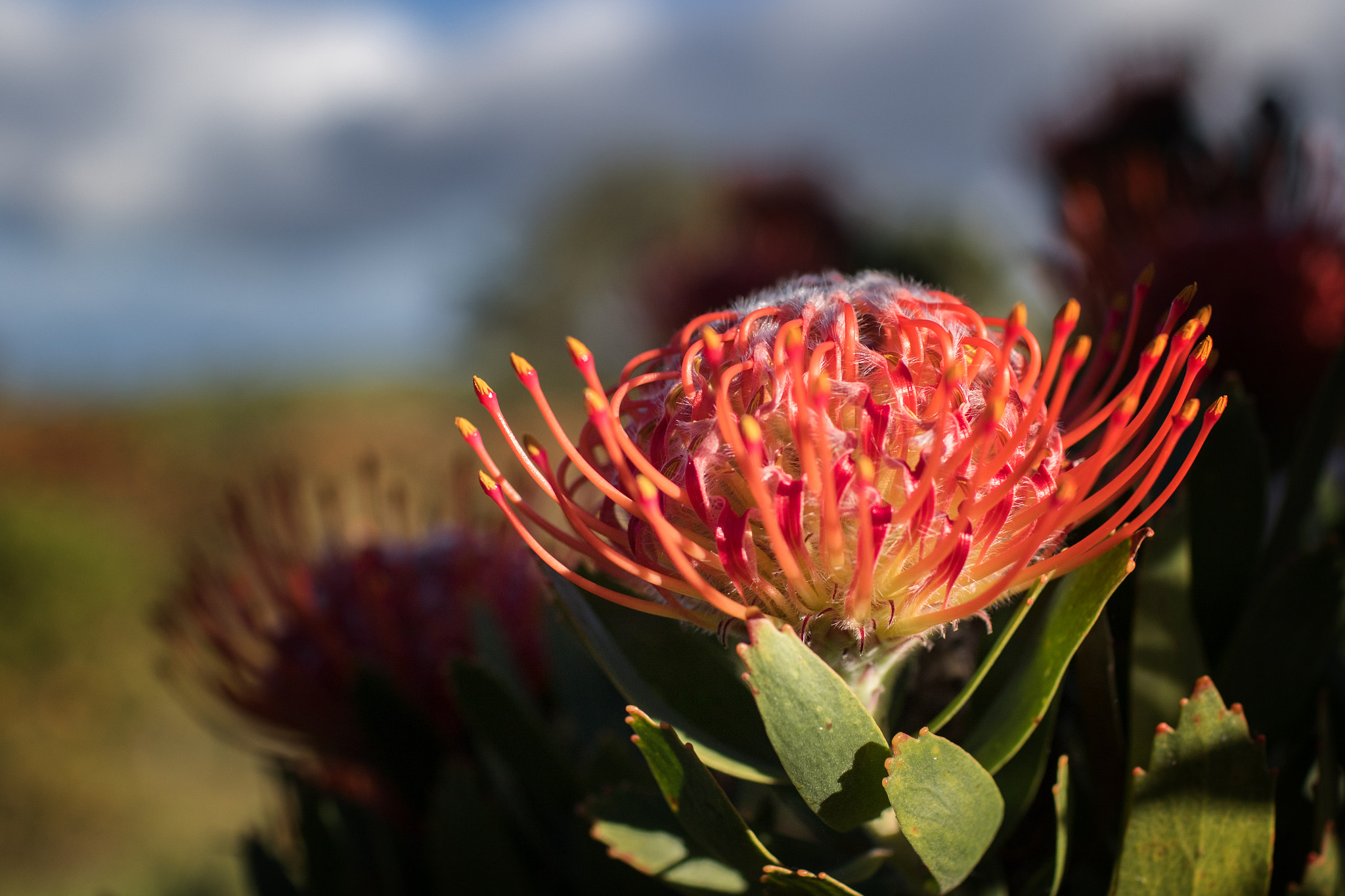 Canon EOS 7D Mark II sample photo. Sunflower photography