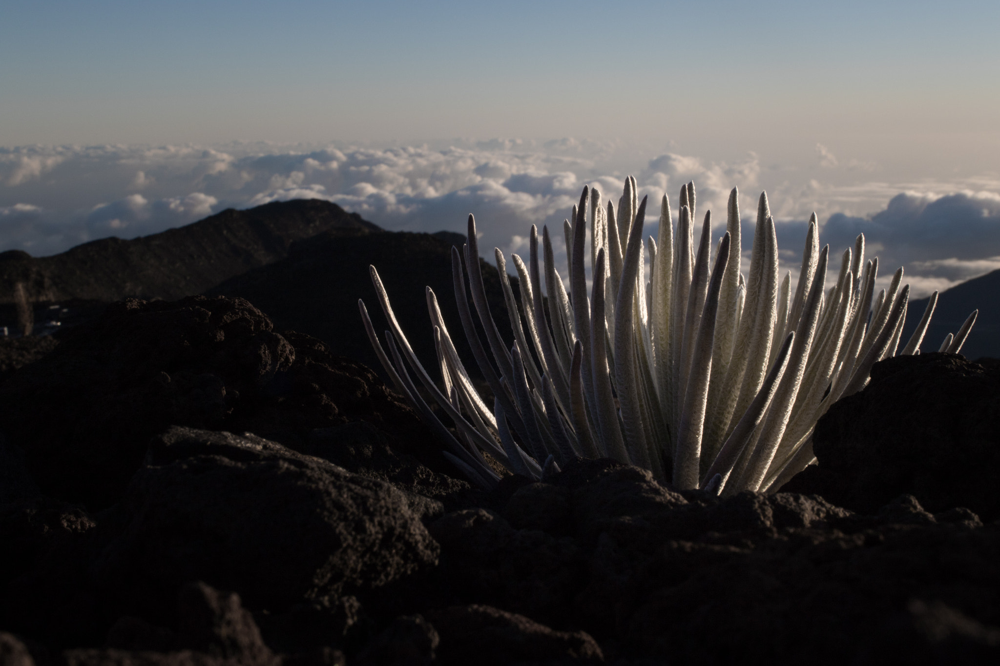 Canon EOS 7D Mark II sample photo. Silversword photography