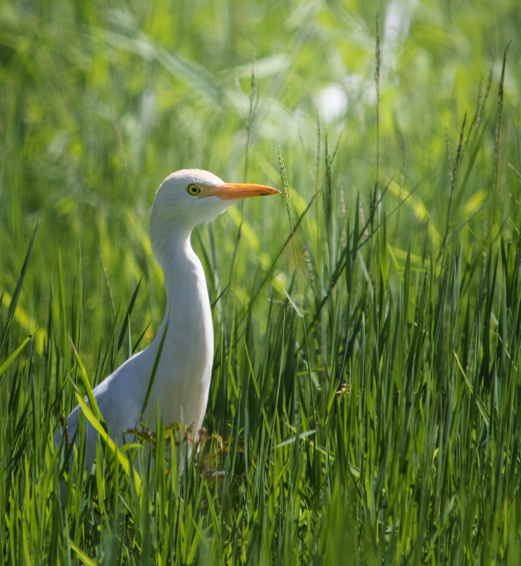 Canon EF-S 55-250mm F4-5.6 IS STM sample photo. Whitecrane photography