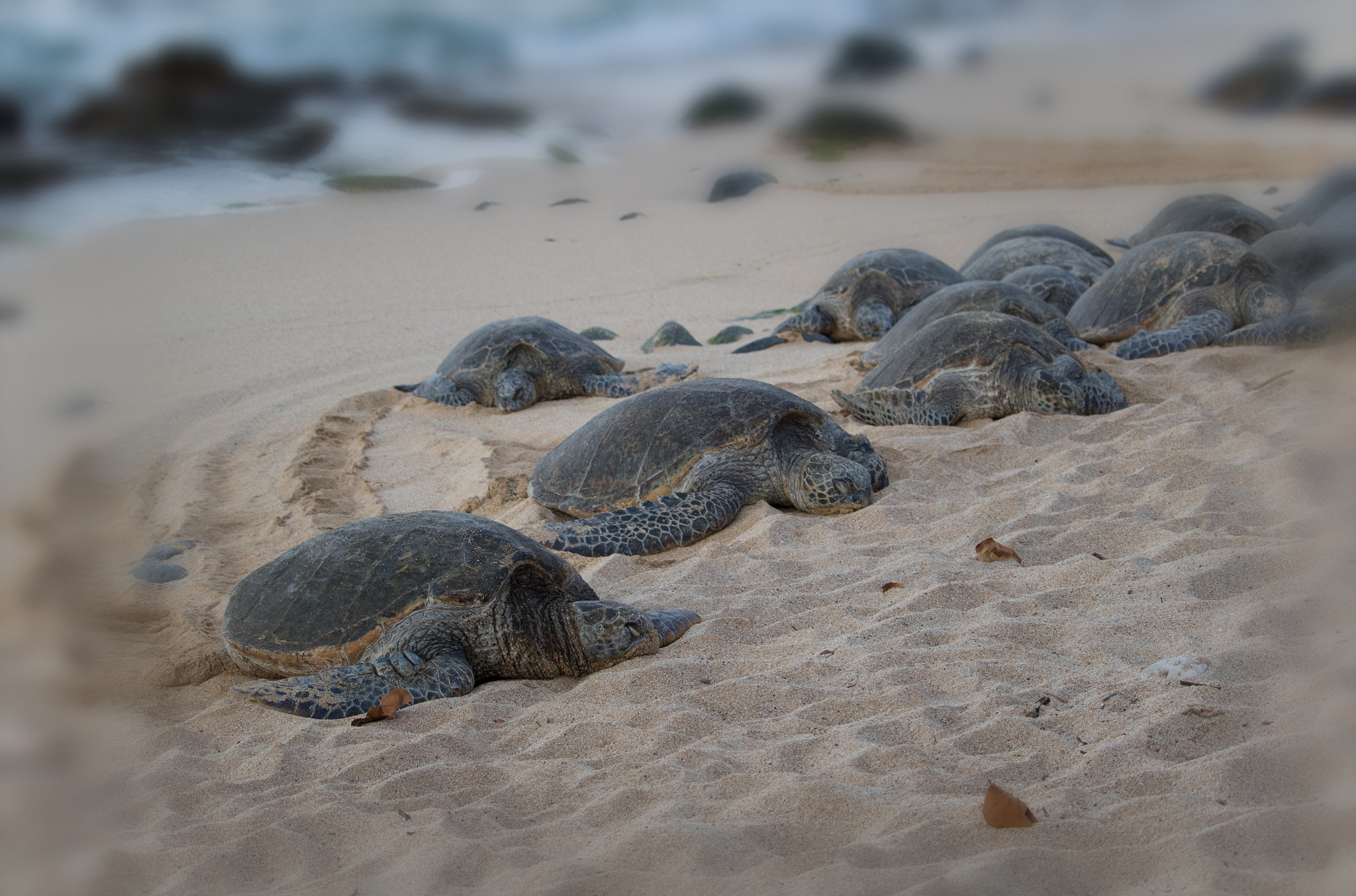 Canon EF-S 55-250mm F4-5.6 IS STM sample photo. Turtles photography