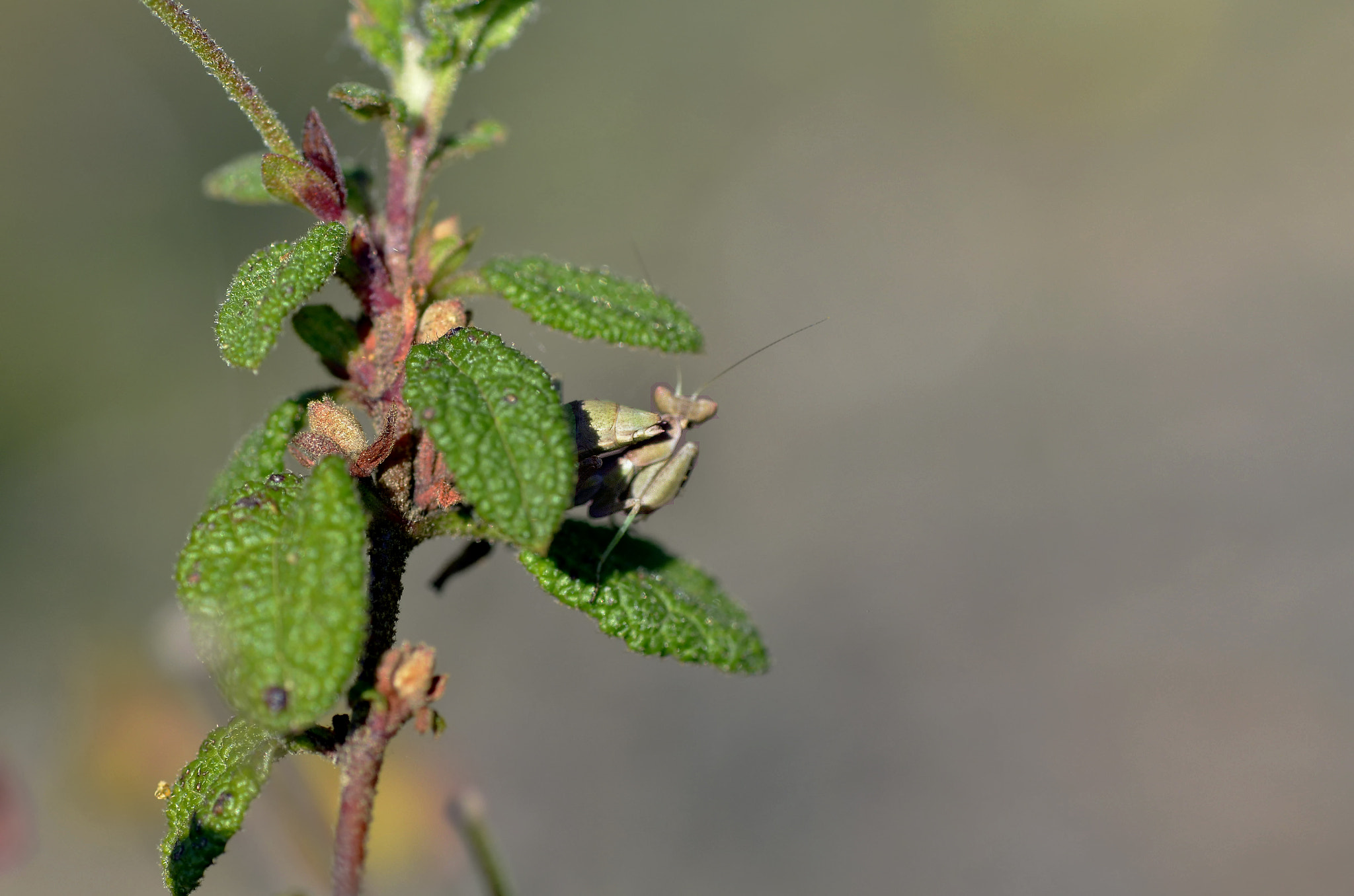 Nikon AF-S Micro-Nikkor 105mm F2.8G IF-ED VR sample photo. Timidez photography