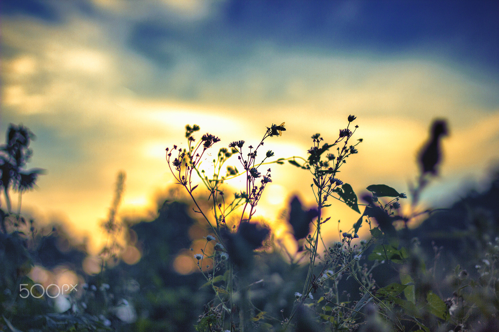 Canon EOS 550D (EOS Rebel T2i / EOS Kiss X4) sample photo. Waiting for the sun photography
