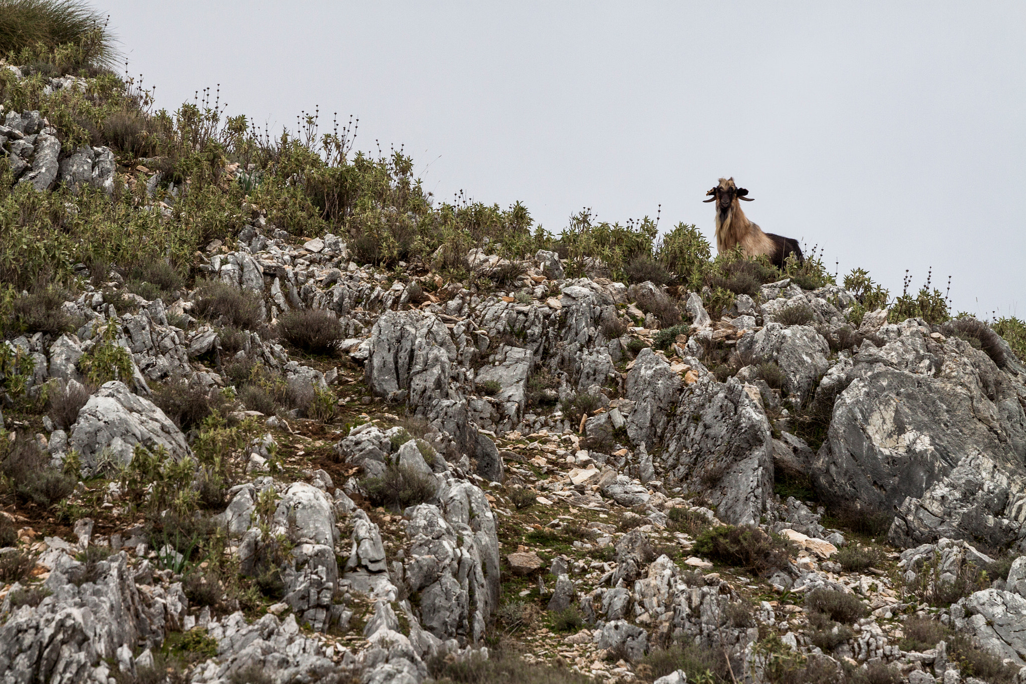 Canon EOS 50D + Canon EF 70-200mm F4L USM sample photo. Ronda goat photography