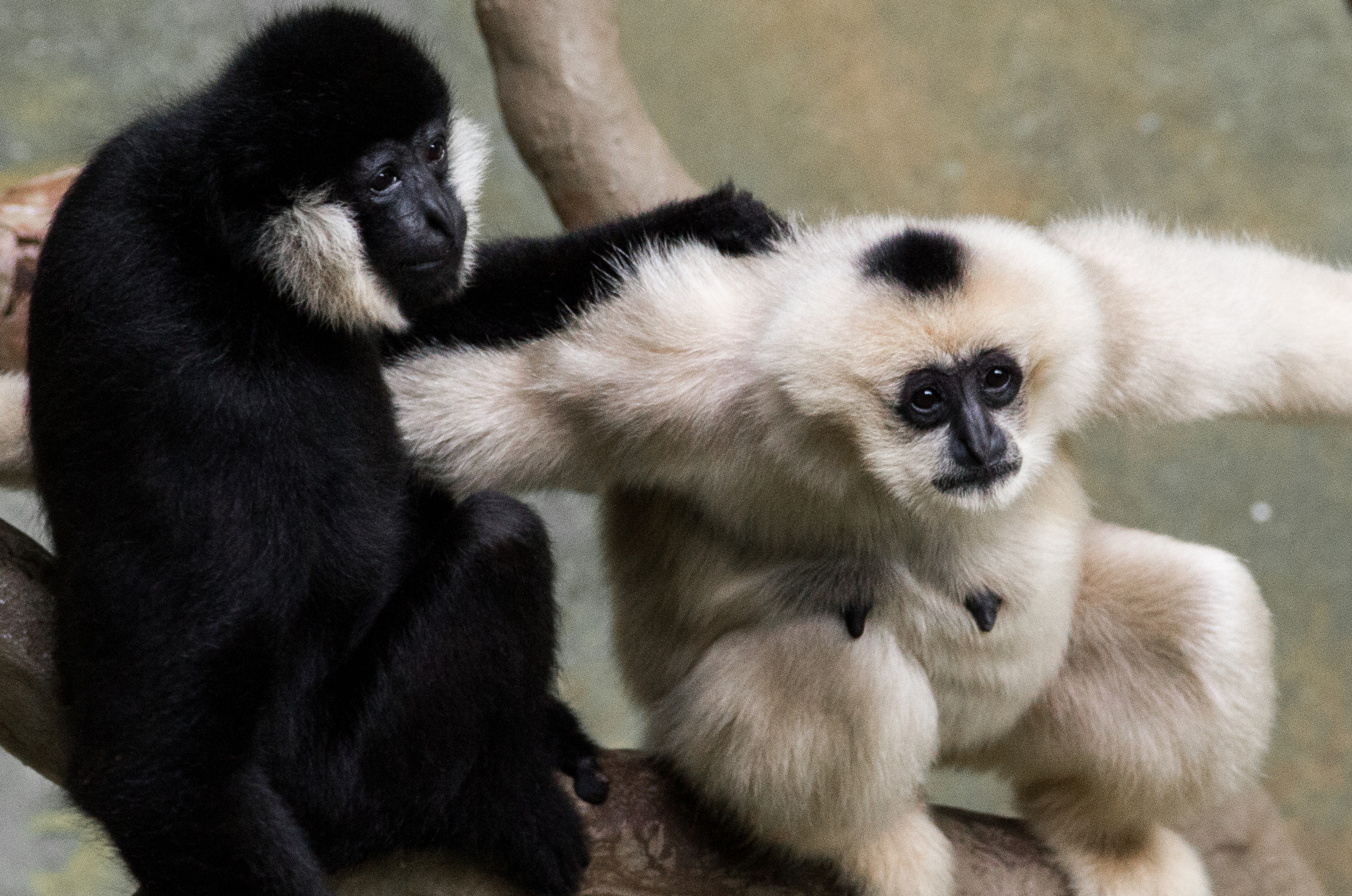 Canon EOS 550D (EOS Rebel T2i / EOS Kiss X4) sample photo. Mother and son gibbons photography