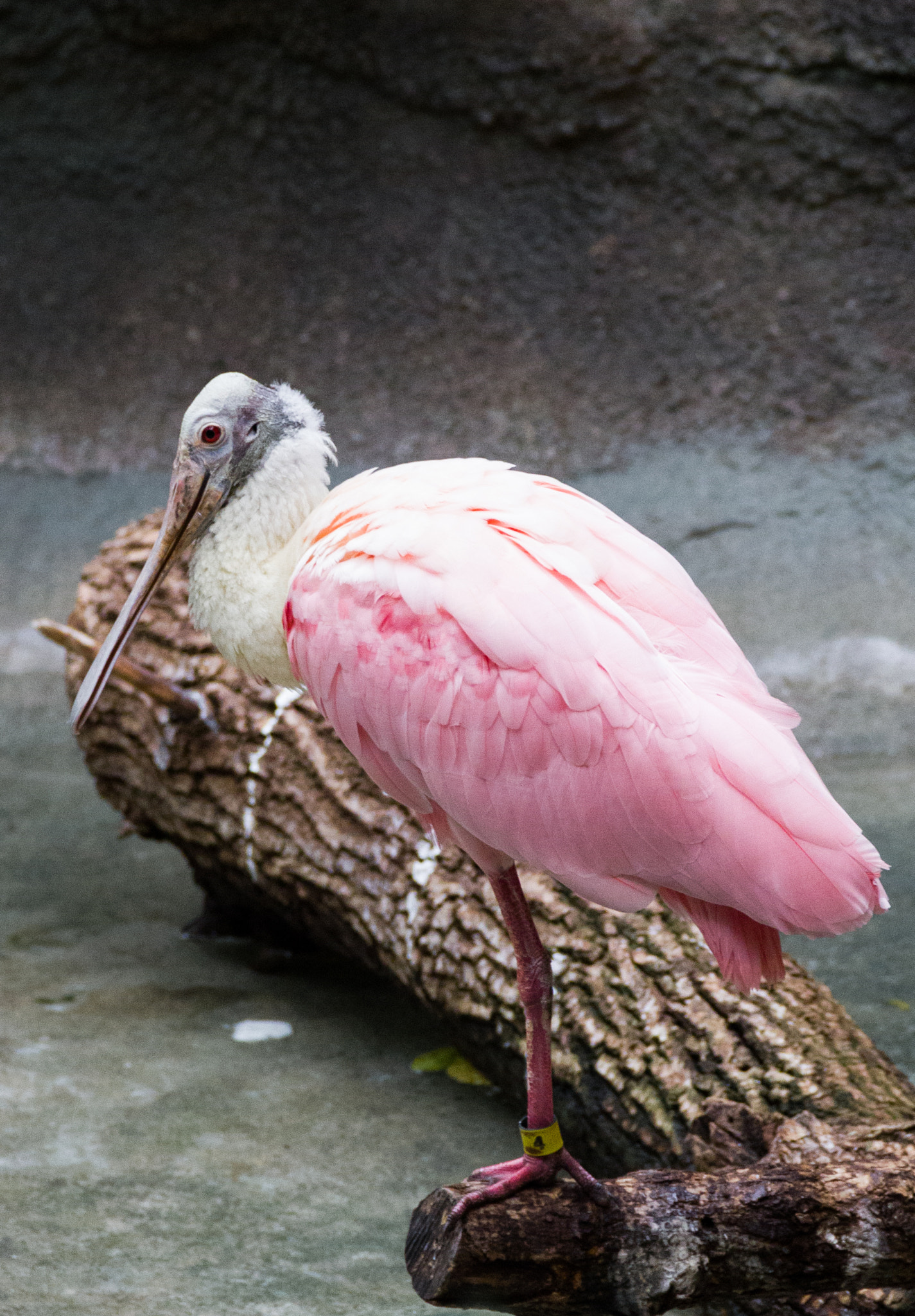 Canon EOS 550D (EOS Rebel T2i / EOS Kiss X4) sample photo. Duckbill beauty 1 photography