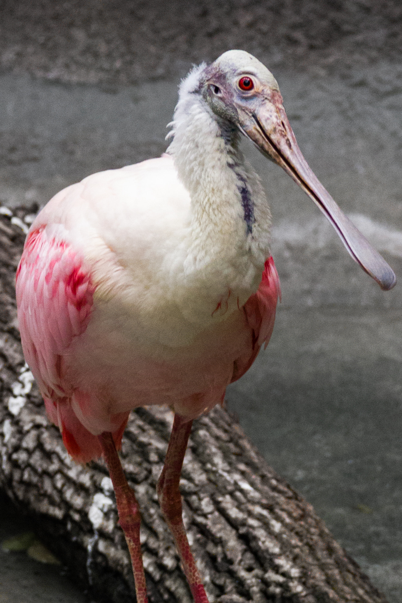 Canon EOS 550D (EOS Rebel T2i / EOS Kiss X4) sample photo. Duckbill beauty 2 photography