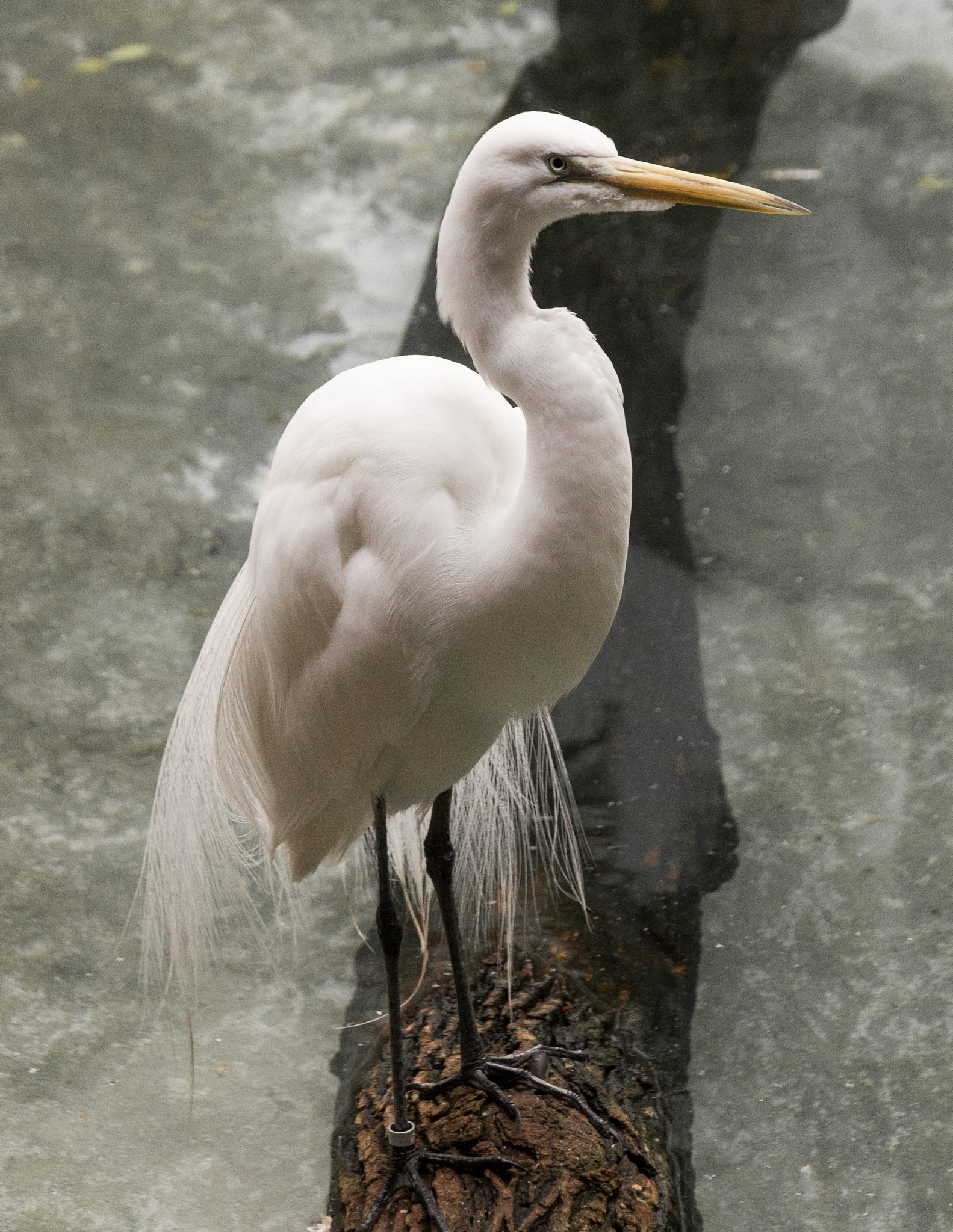 Canon EOS 550D (EOS Rebel T2i / EOS Kiss X4) sample photo. Watchful crane photography