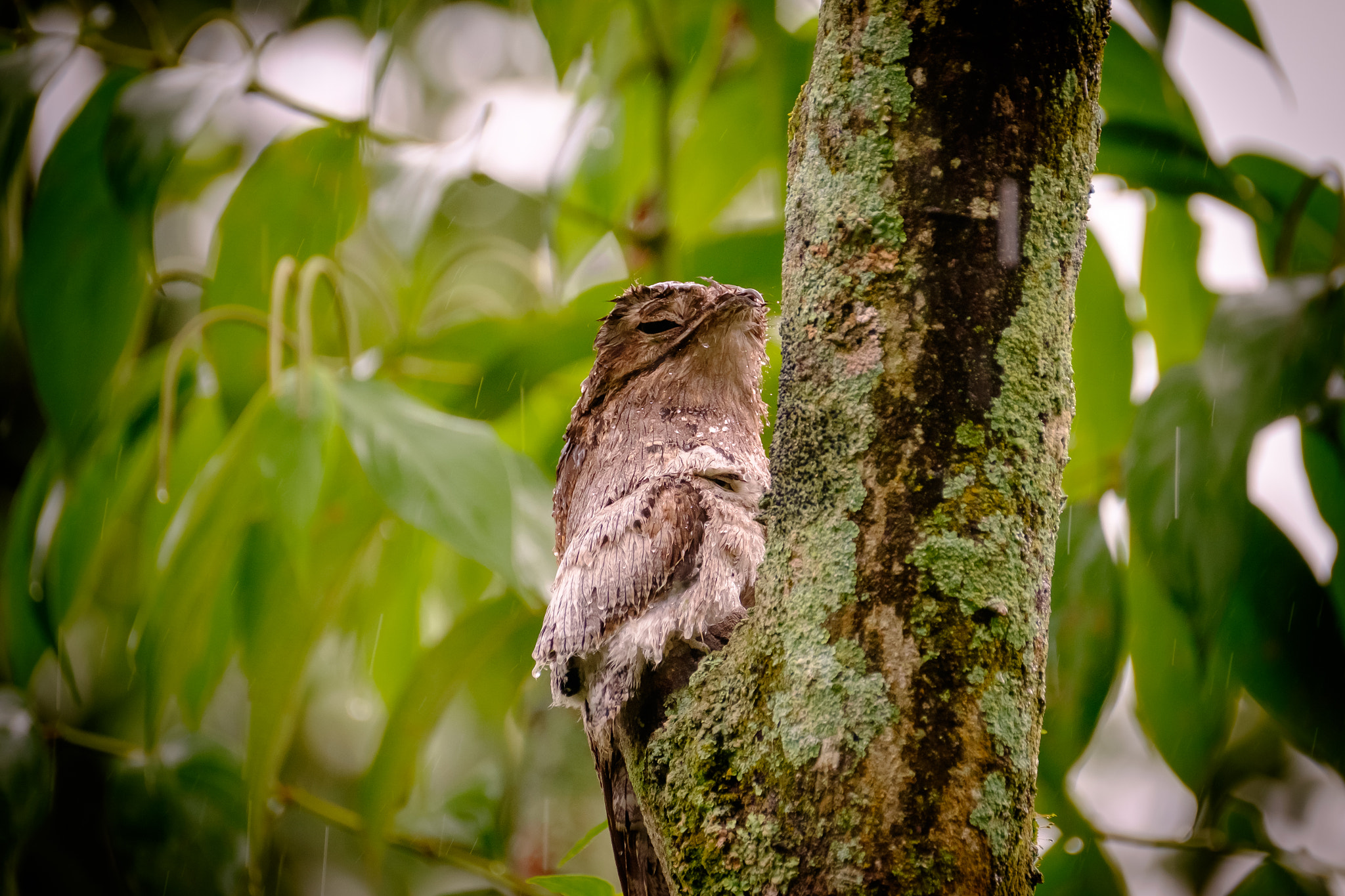 Fujifilm X-T1 sample photo. Urutau e o seu filhote. photography