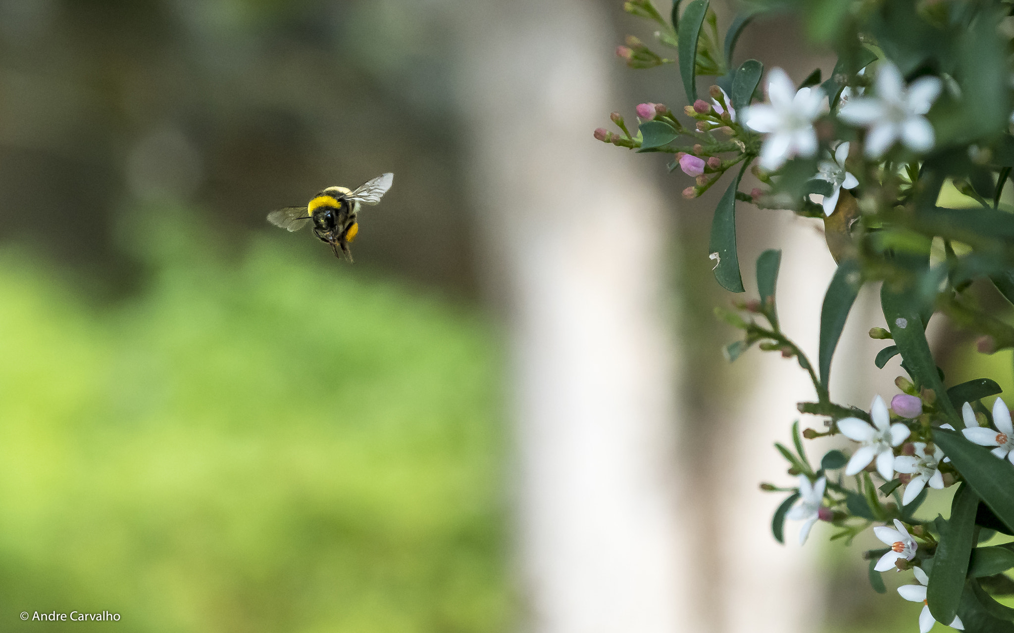 Nikon AF-S Nikkor 24-70mm F2.8G ED sample photo. Back to home - bombus terrestris photography