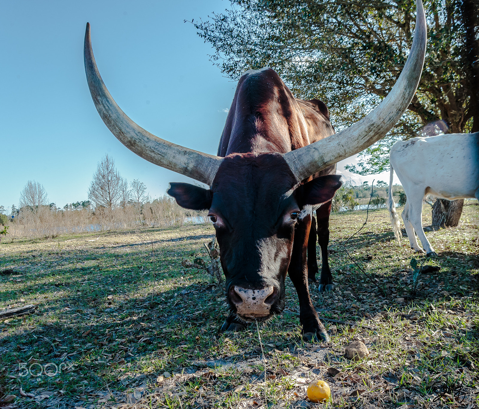 Canon EF 20-35mm f/2.8L sample photo. Ankole cattle photography