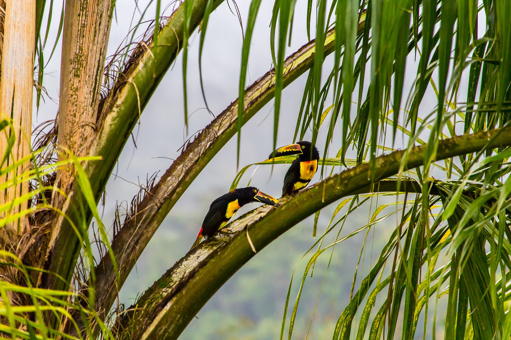Canon EF-S 55-250mm F4-5.6 IS STM sample photo. Costa rica dslr () photography