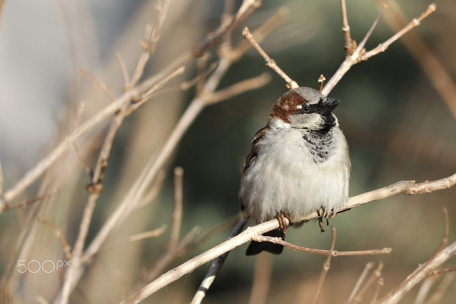 Nikon AF-Nikkor 80-200mm F2.8D ED sample photo. Waiting for spring photography