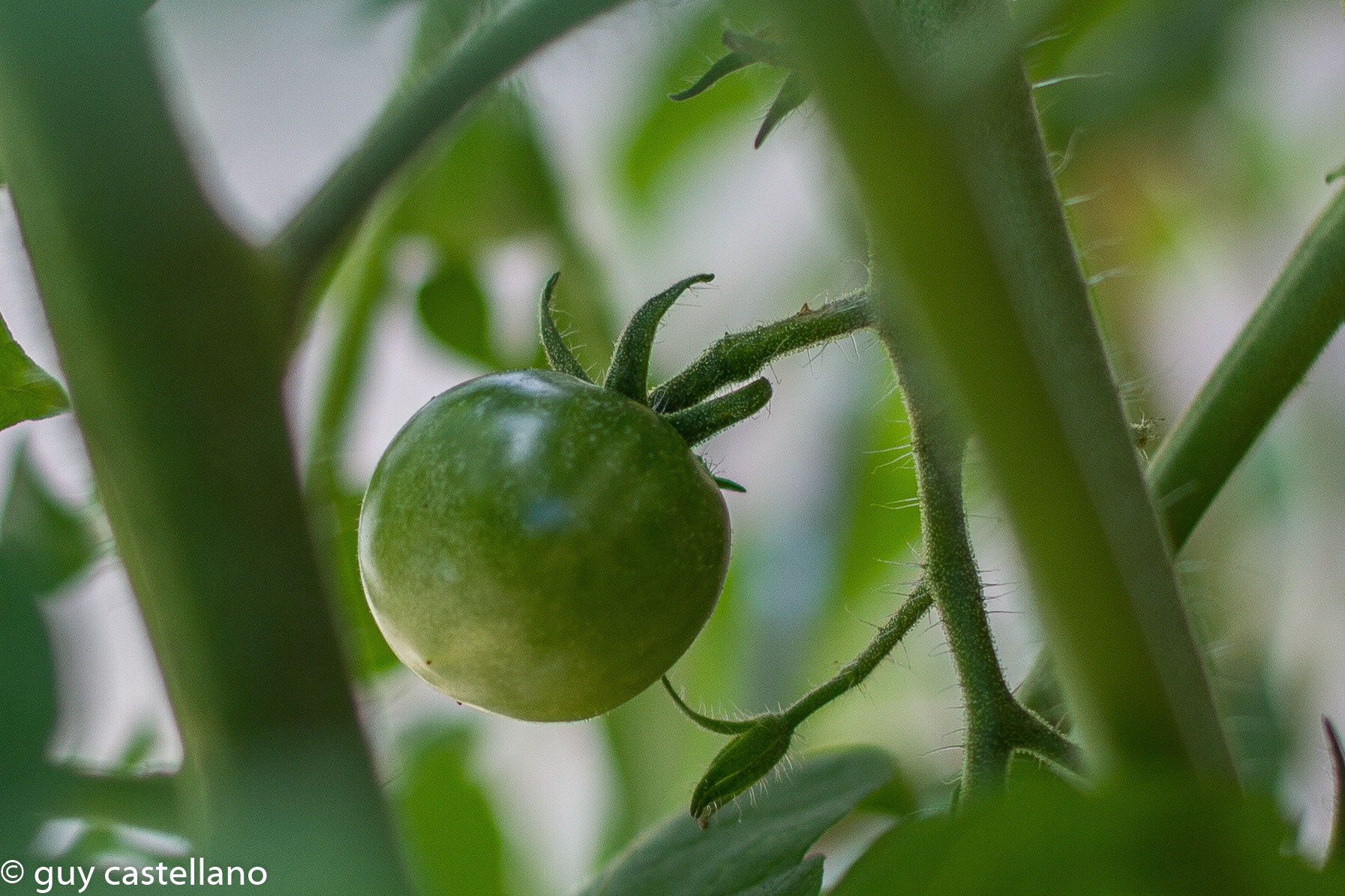 Canon EF 40mm F2.8 STM sample photo. Tomate cerise verte photography
