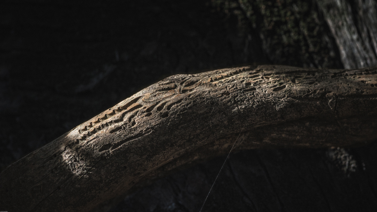 Nikon AF-S Nikkor 70-200mm F4G ED VR sample photo. Wood 4 photography