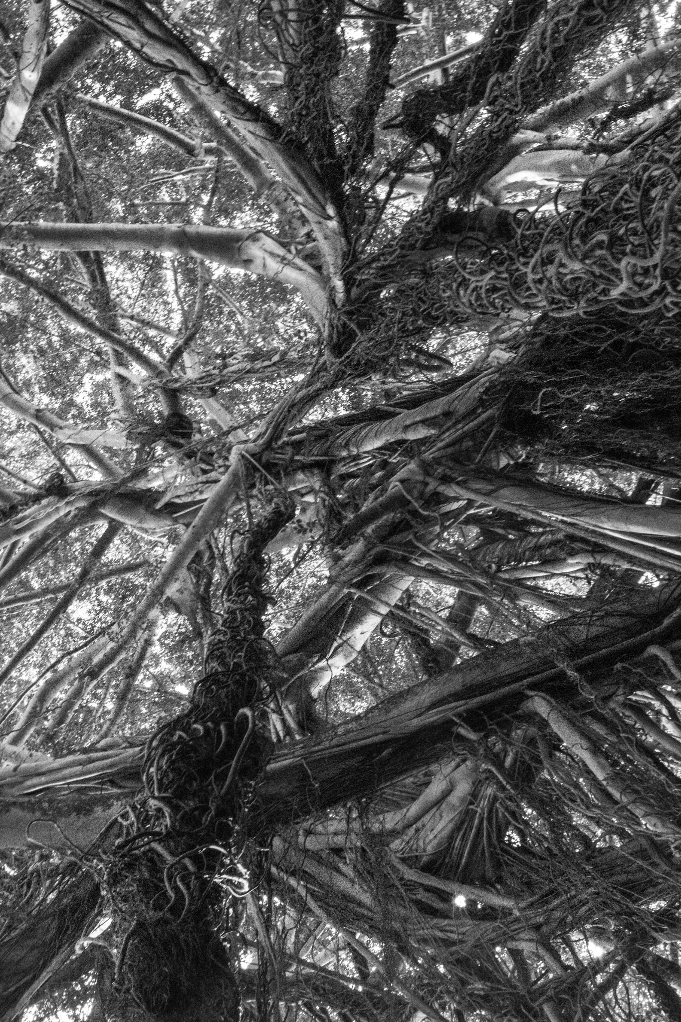 Canon EF 35mm F1.4L USM sample photo. Vines photography