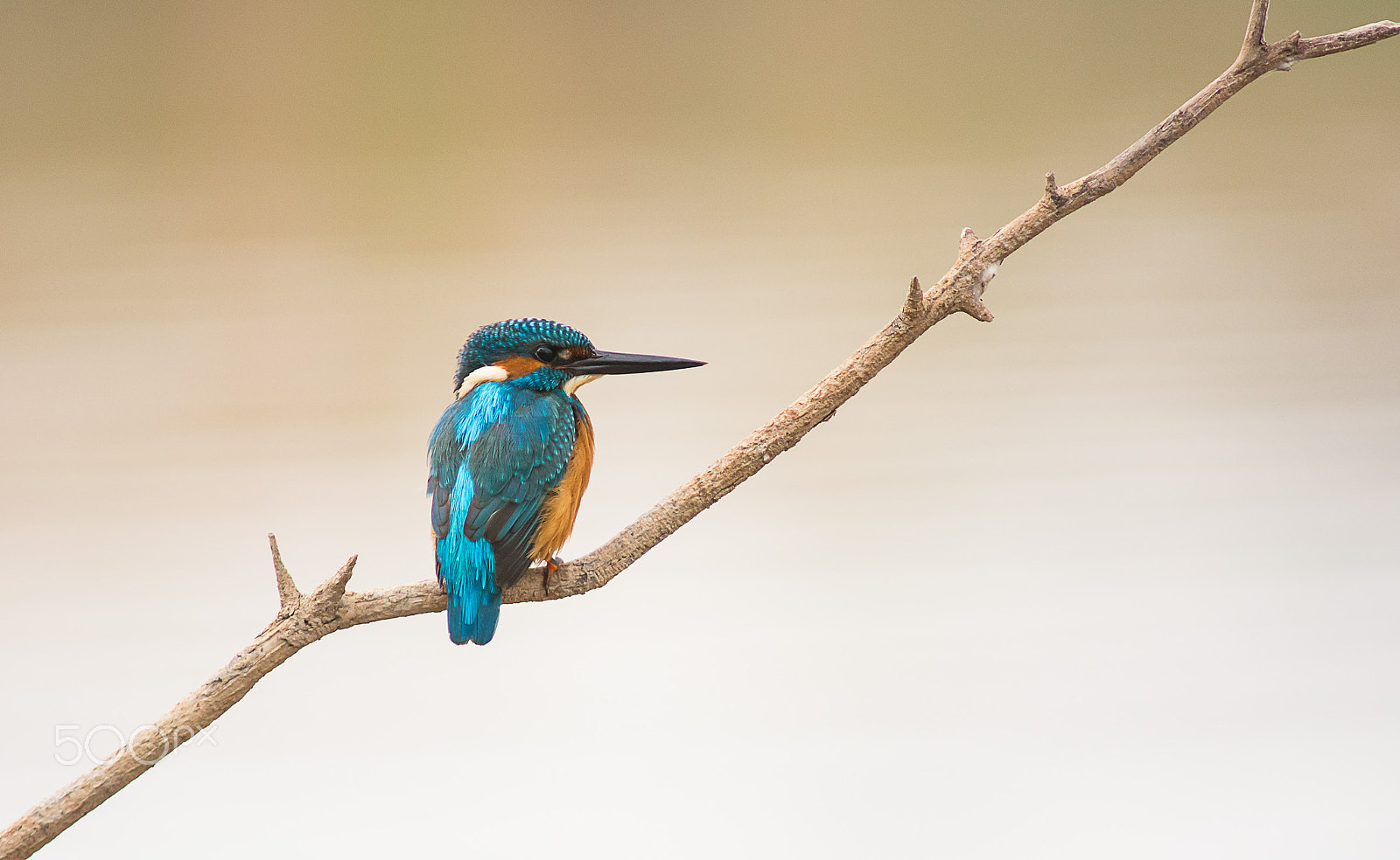 AF Nikkor 300mm f/4 IF-ED sample photo. Kingfisher photography