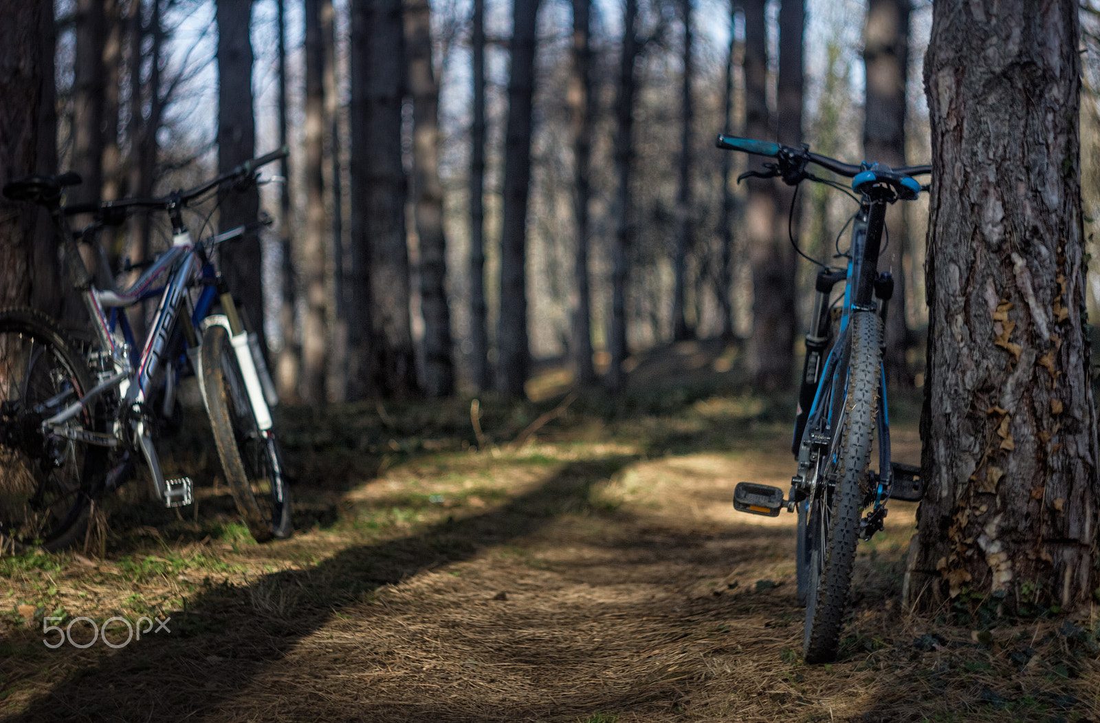 Canon EF 35-80mm f/4-5.6 sample photo. Mountain biking trough forest photography