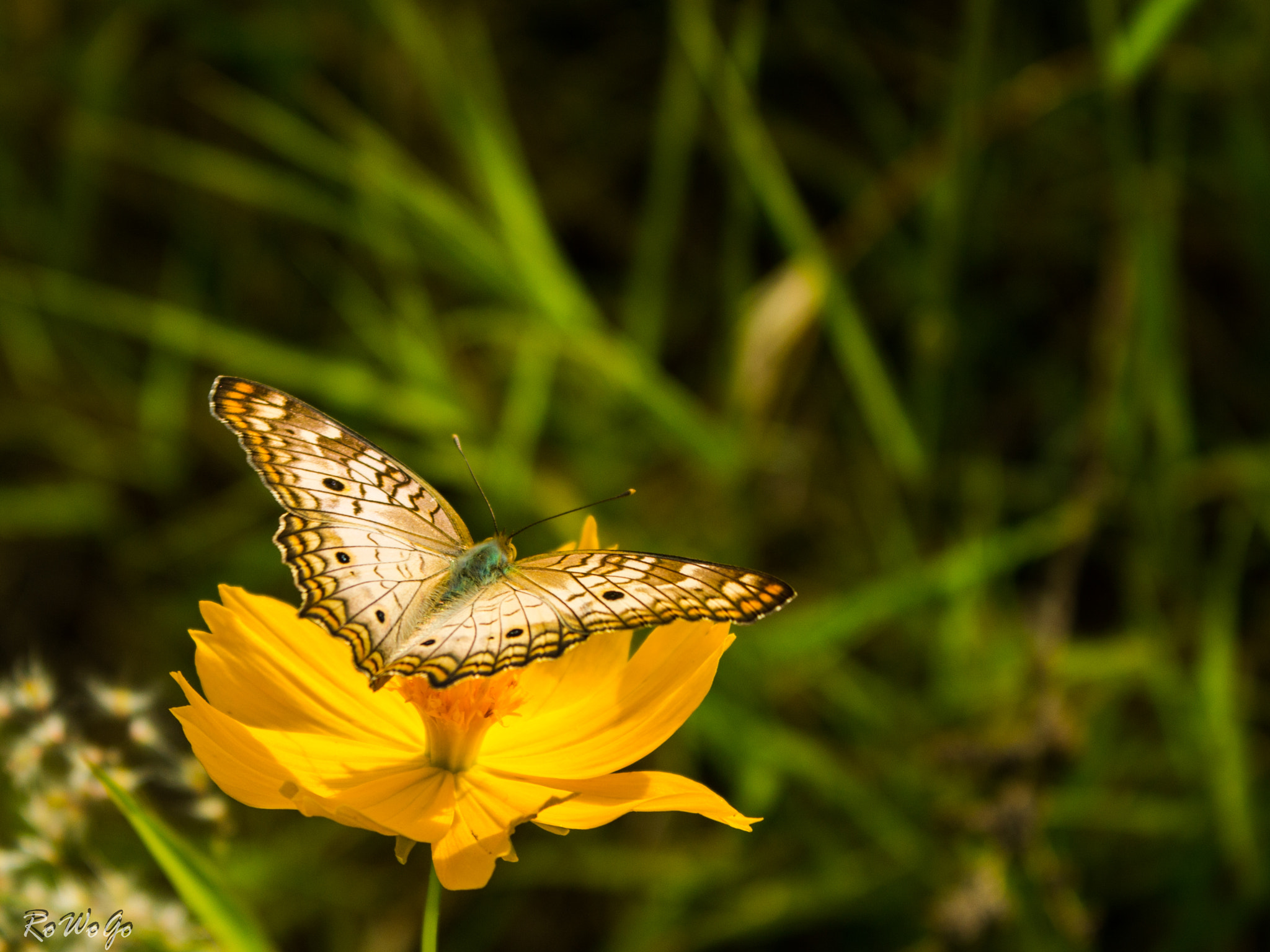 Canon EOS 100D (EOS Rebel SL1 / EOS Kiss X7) sample photo. Borboleta - beautiful butterfly photography