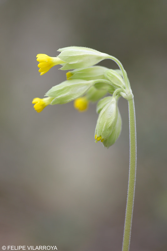 Sigma 70mm F2.8 EX DG Macro sample photo. Primula veris photography