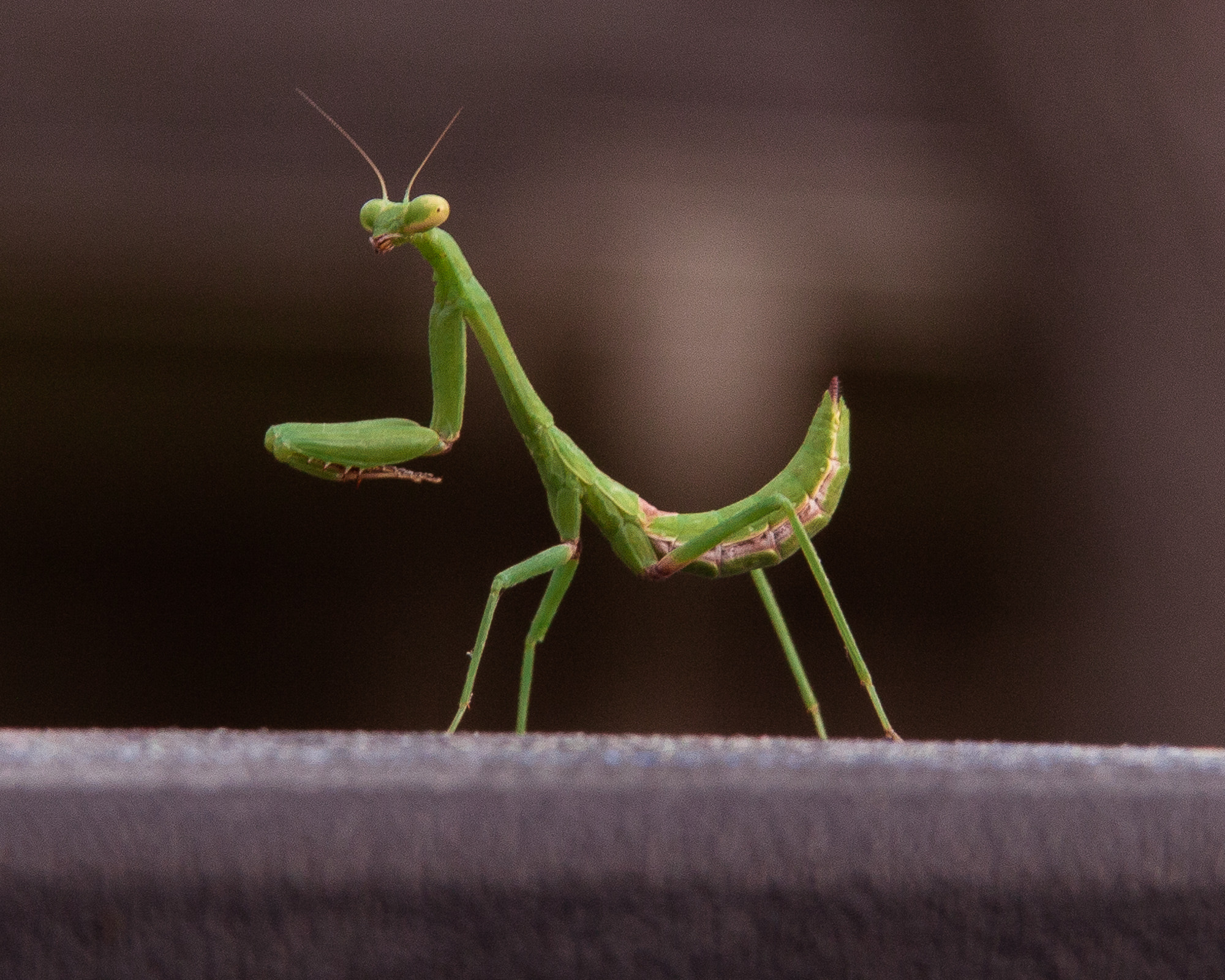 Canon EF 28-135mm F3.5-5.6 IS USM sample photo. Praying mantis photography