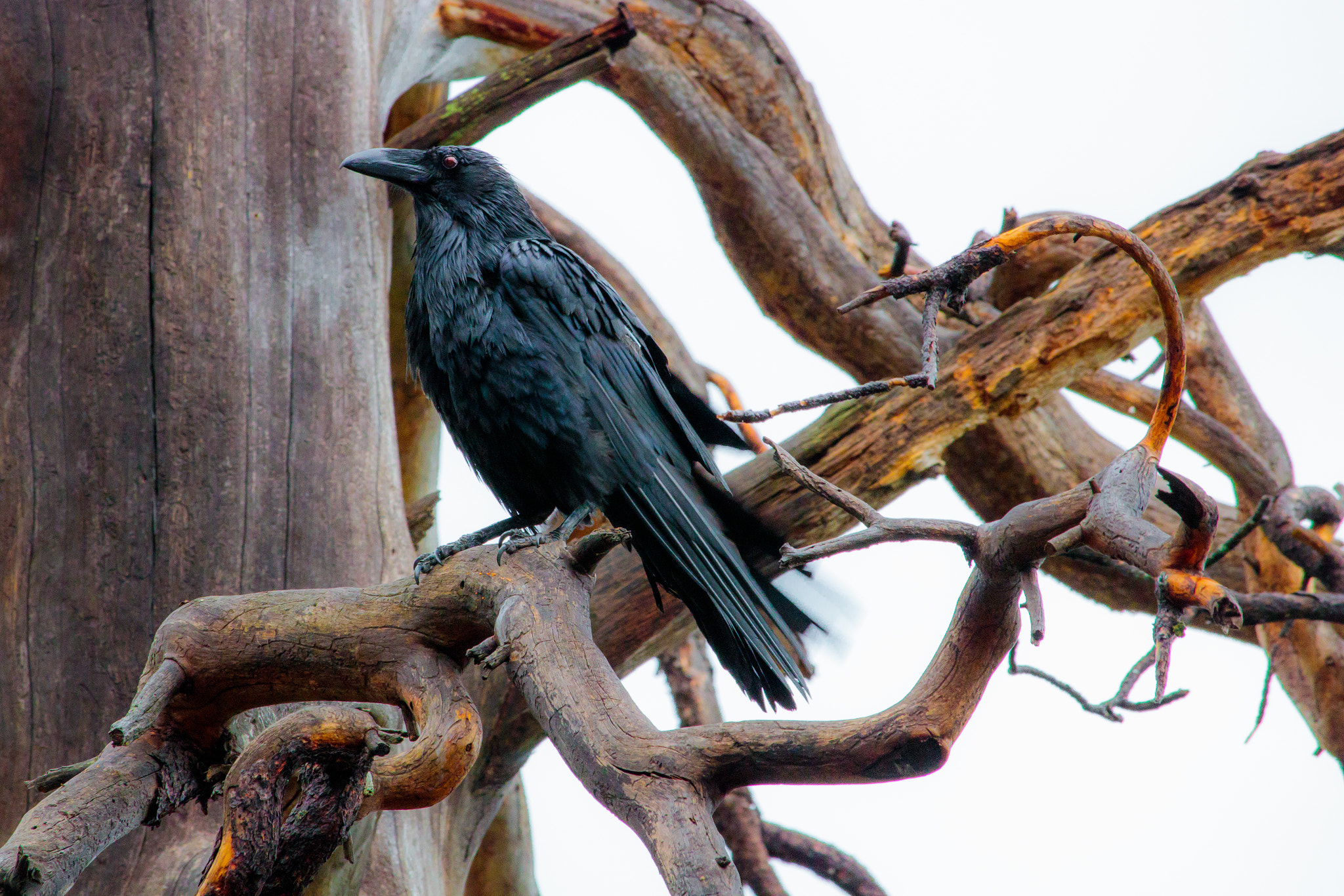 Canon EOS 760D (EOS Rebel T6s / EOS 8000D) sample photo. Crow, eyes of red photography